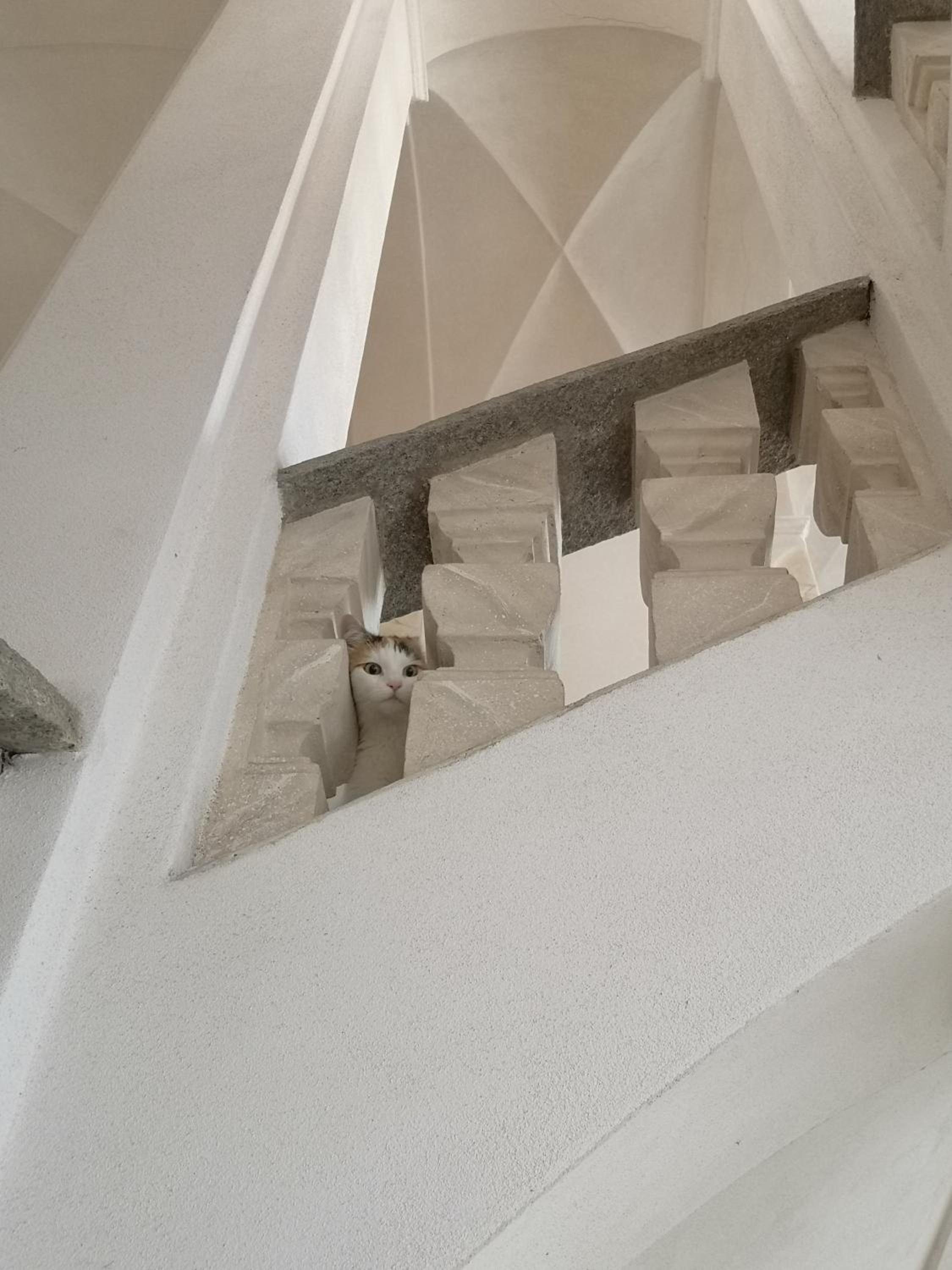 Feluca