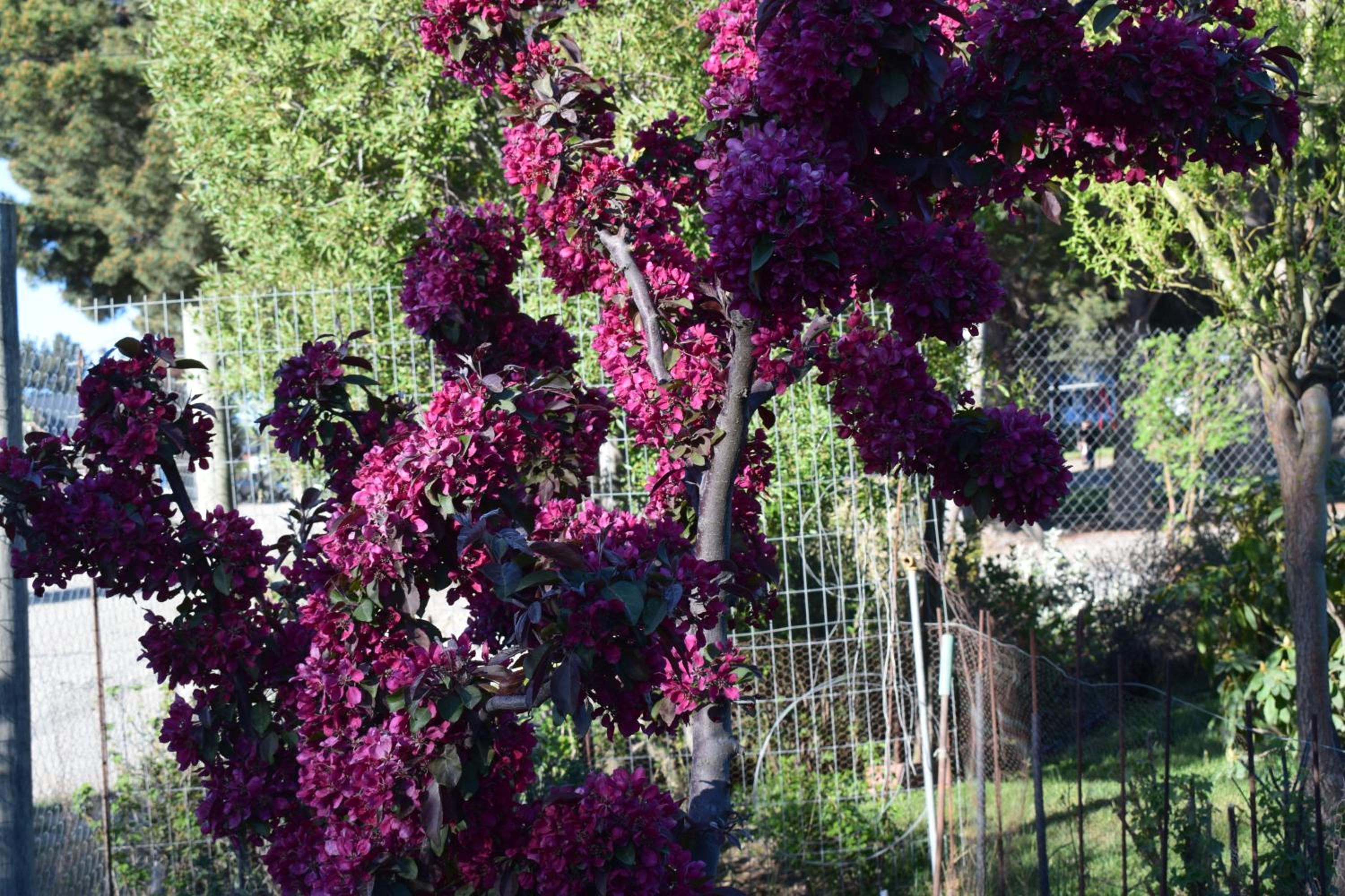 Montalto
