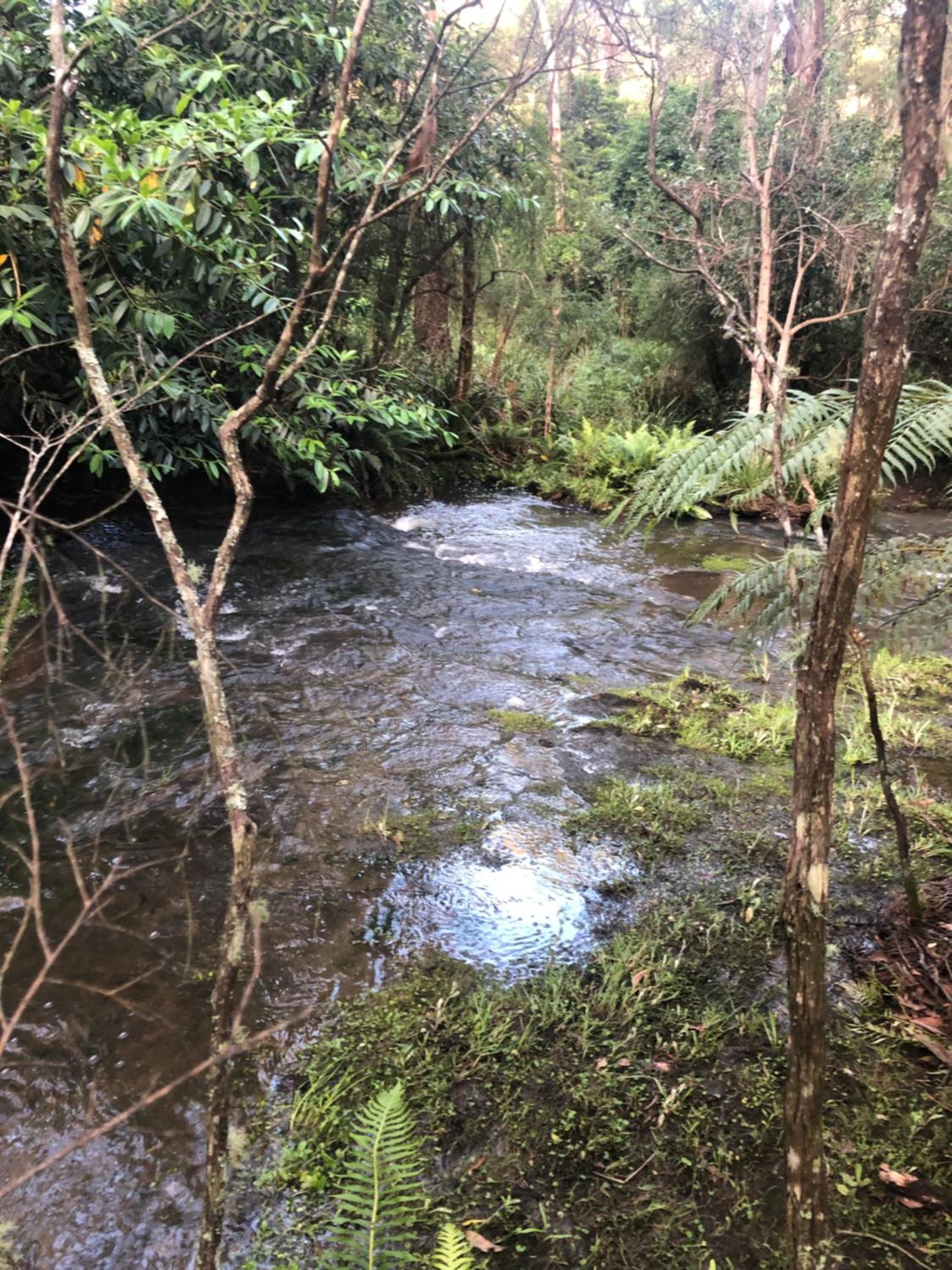 Twin Falls Bush Cottages