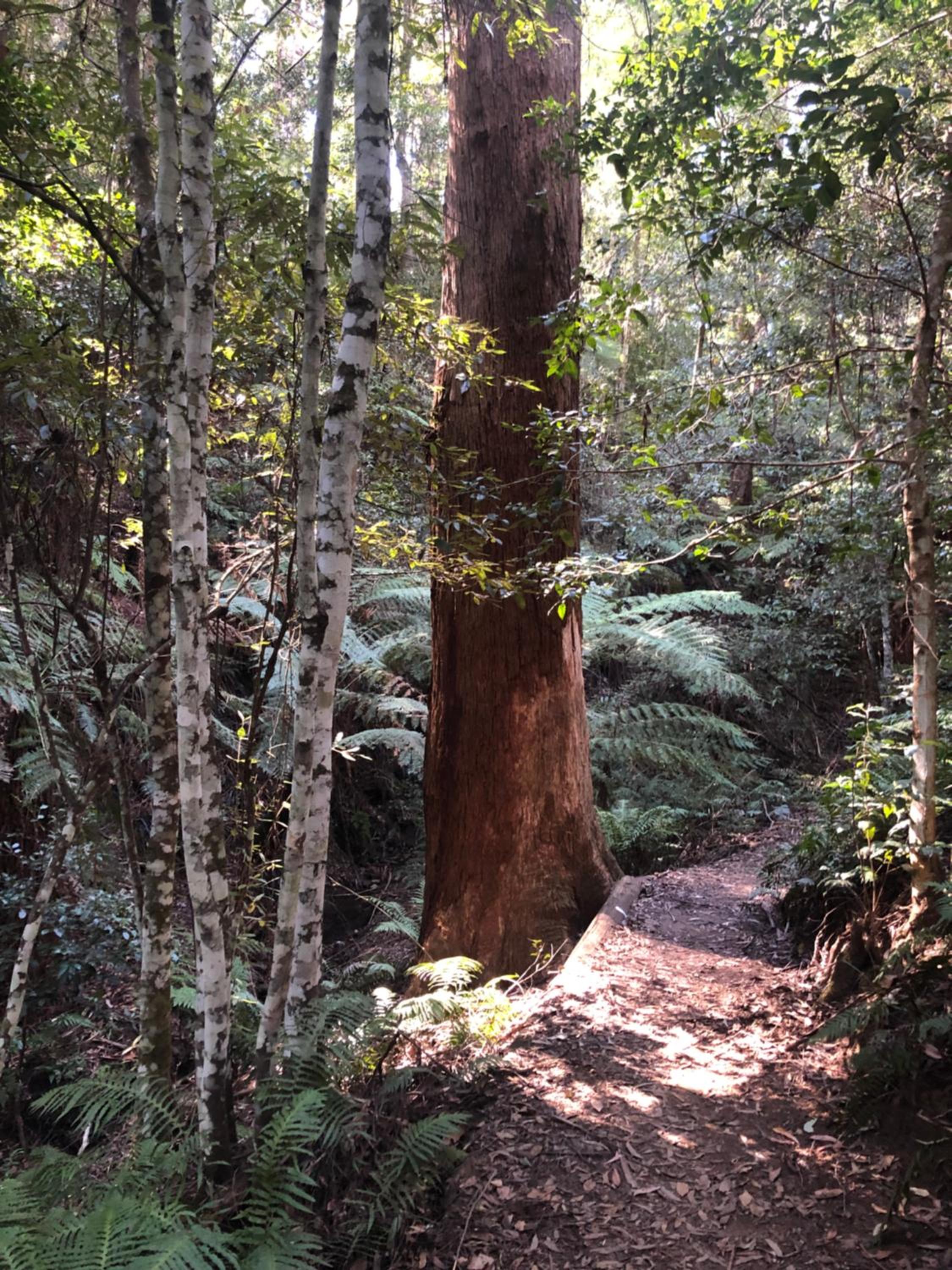 Twin Falls Bush Cottages