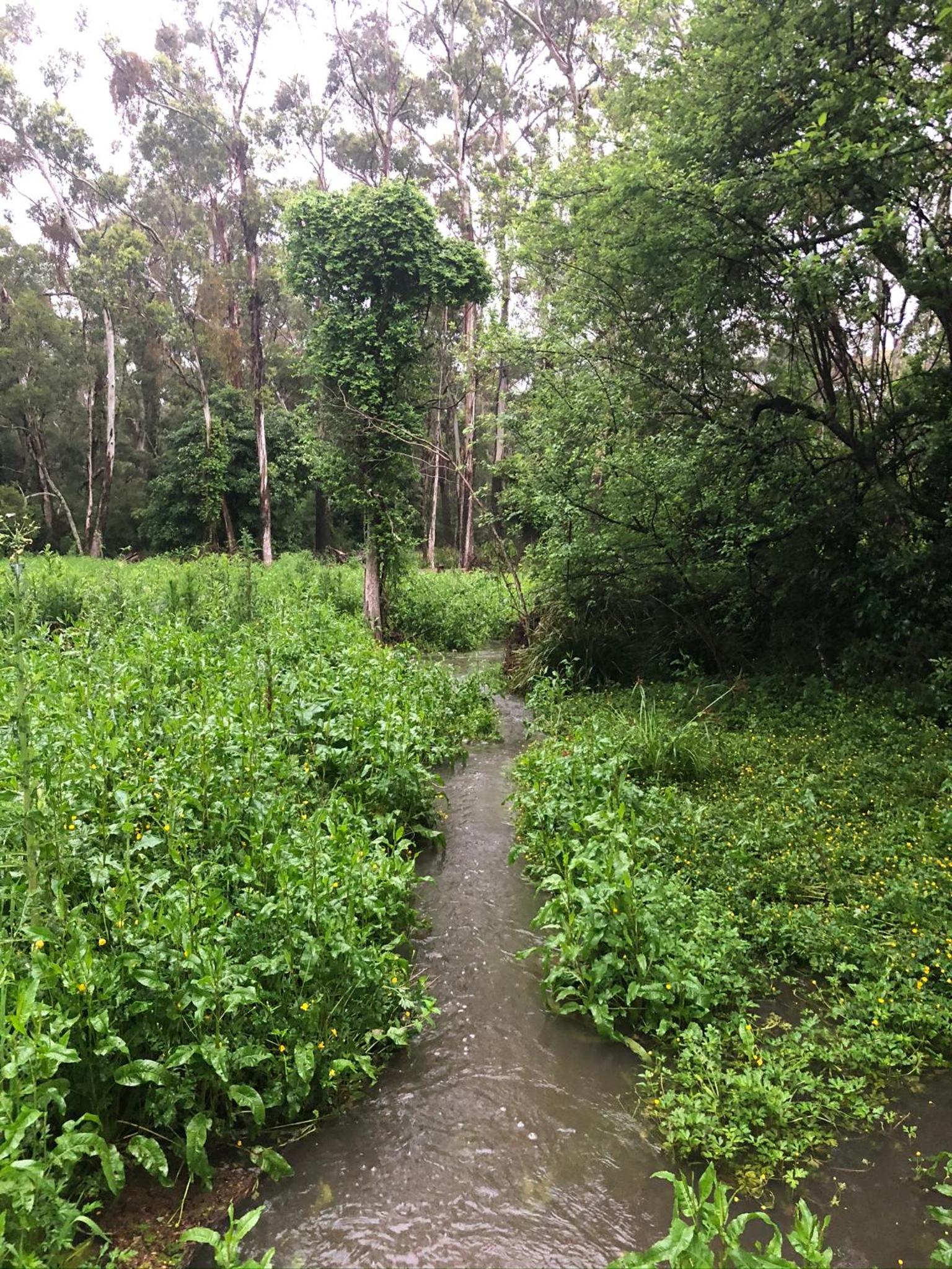 Twin Falls Bush Cottages
