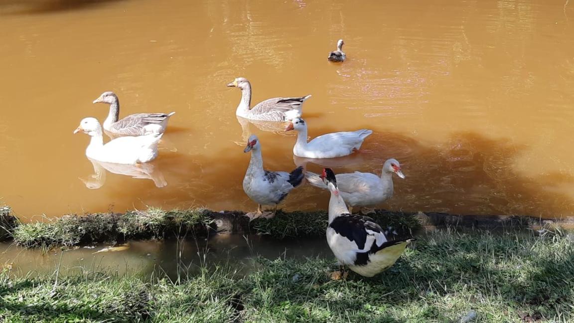 sitio recanto da promessa