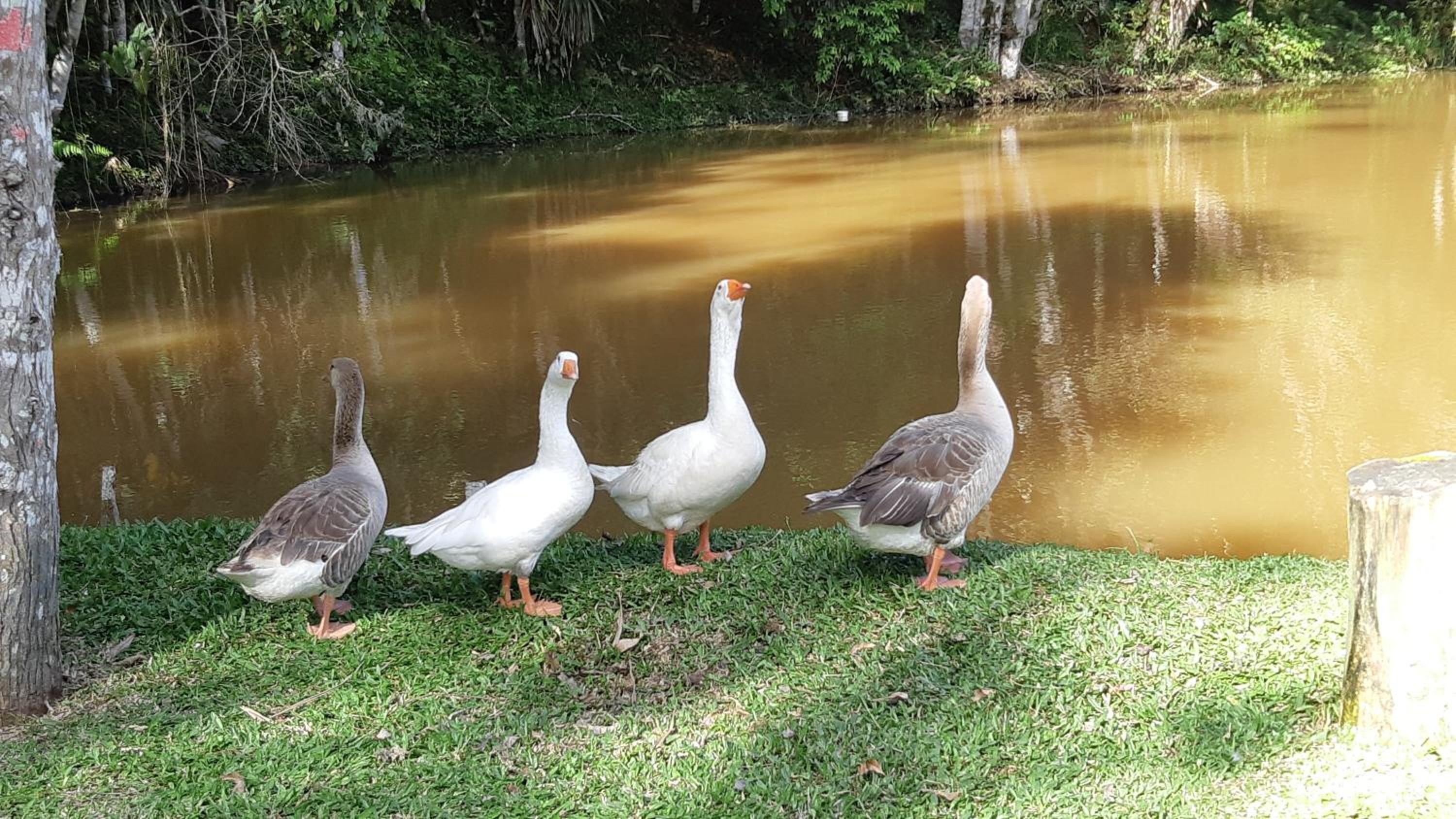 sitio recanto da promessa