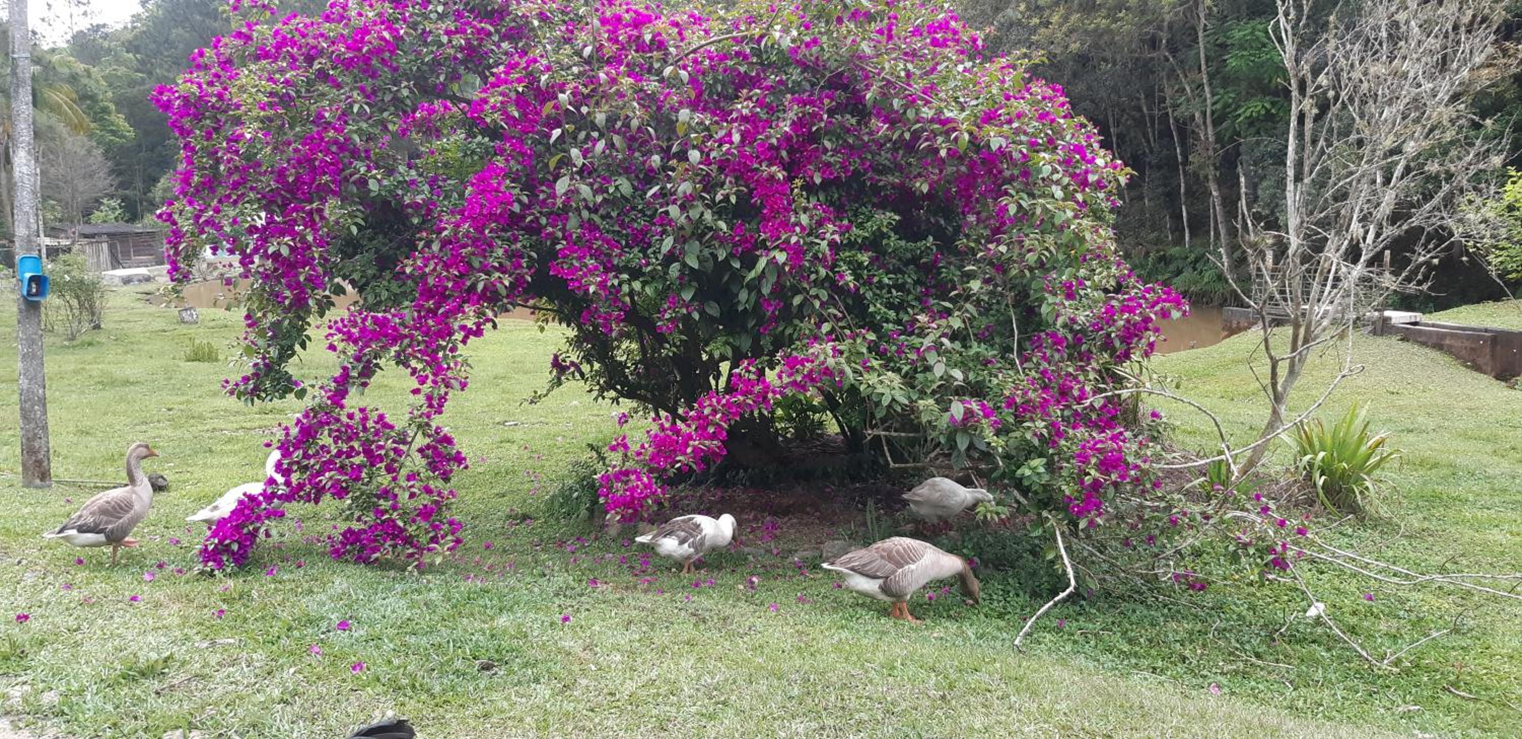 sitio recanto da promessa