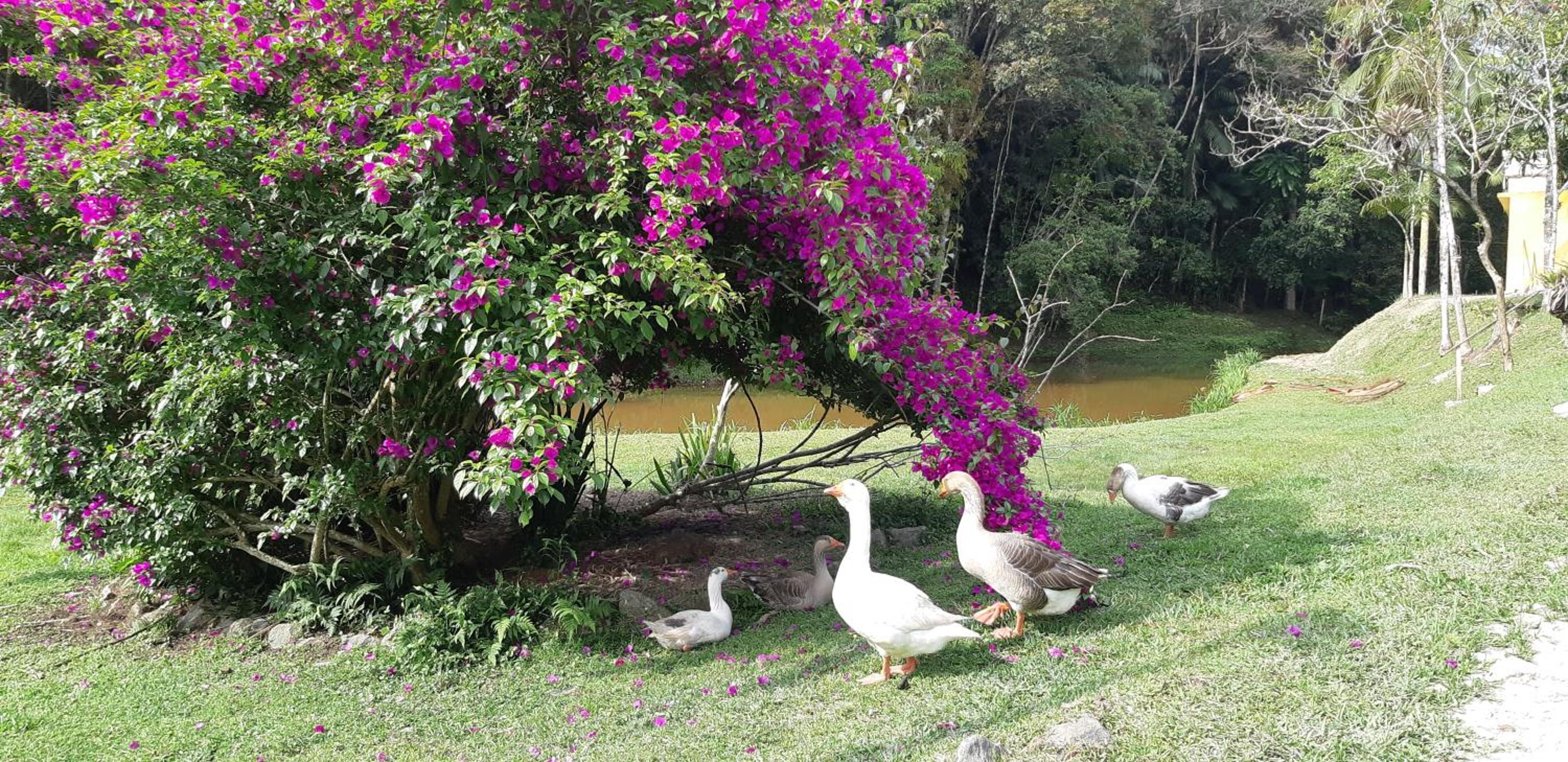 sitio recanto da promessa