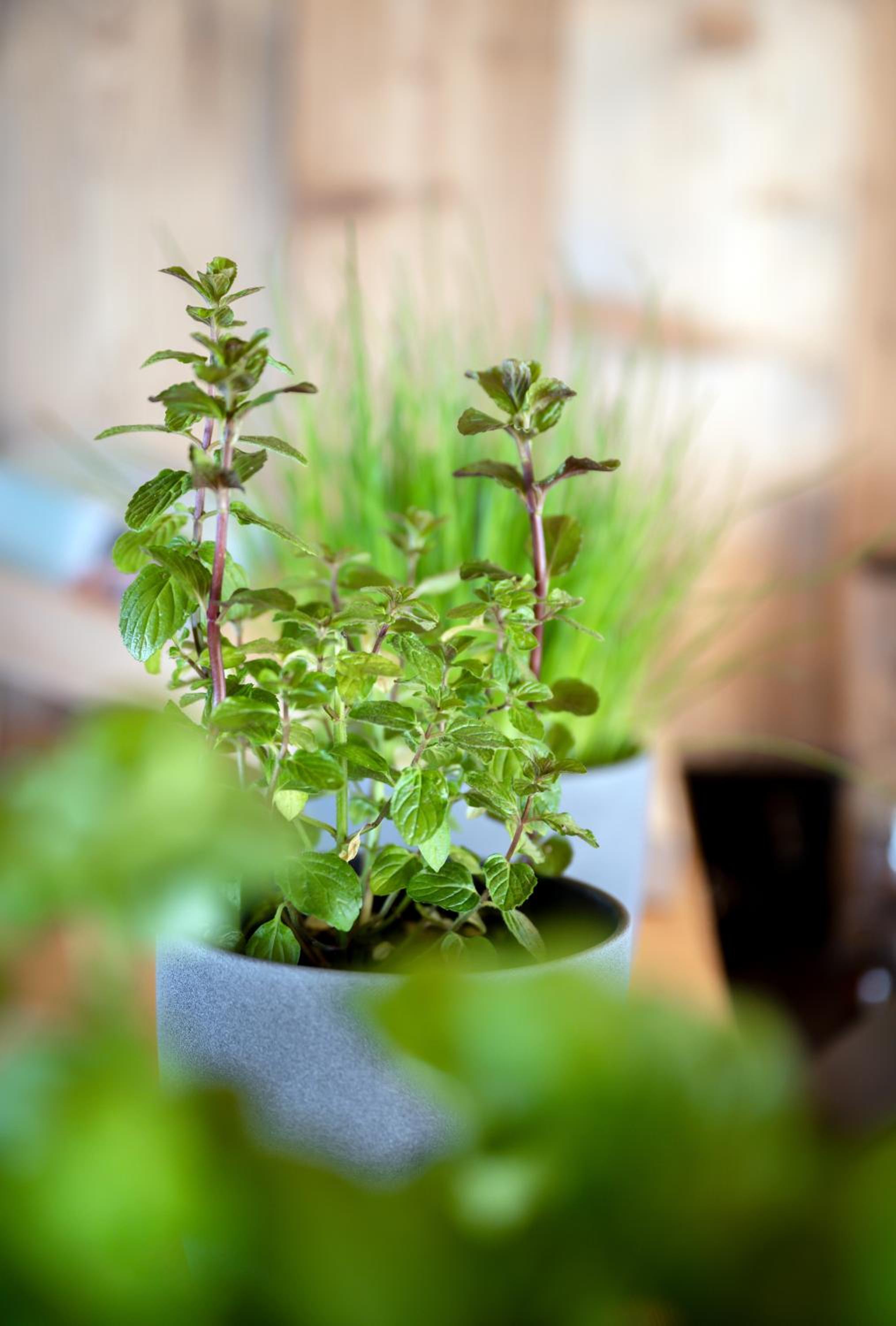 STADEL CHALET