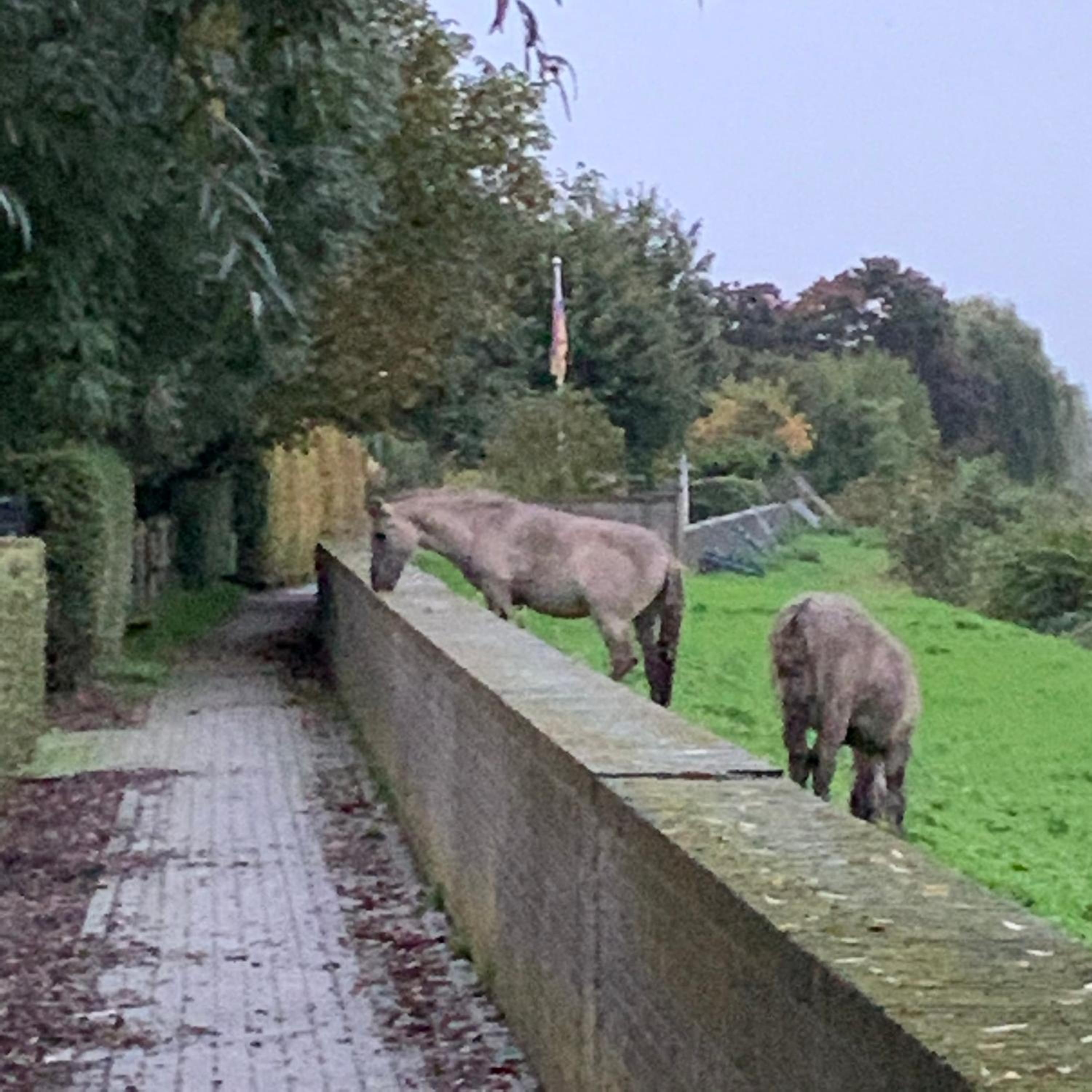 Hoeve op de Meer, photo 9