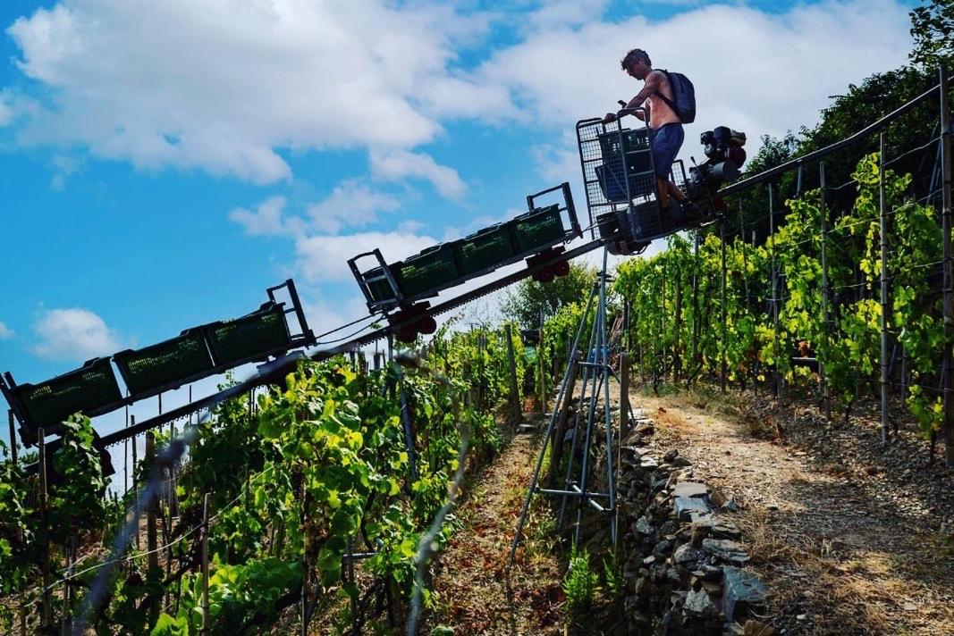 UWA Refuge organic Vineyard 5terre UNESCO