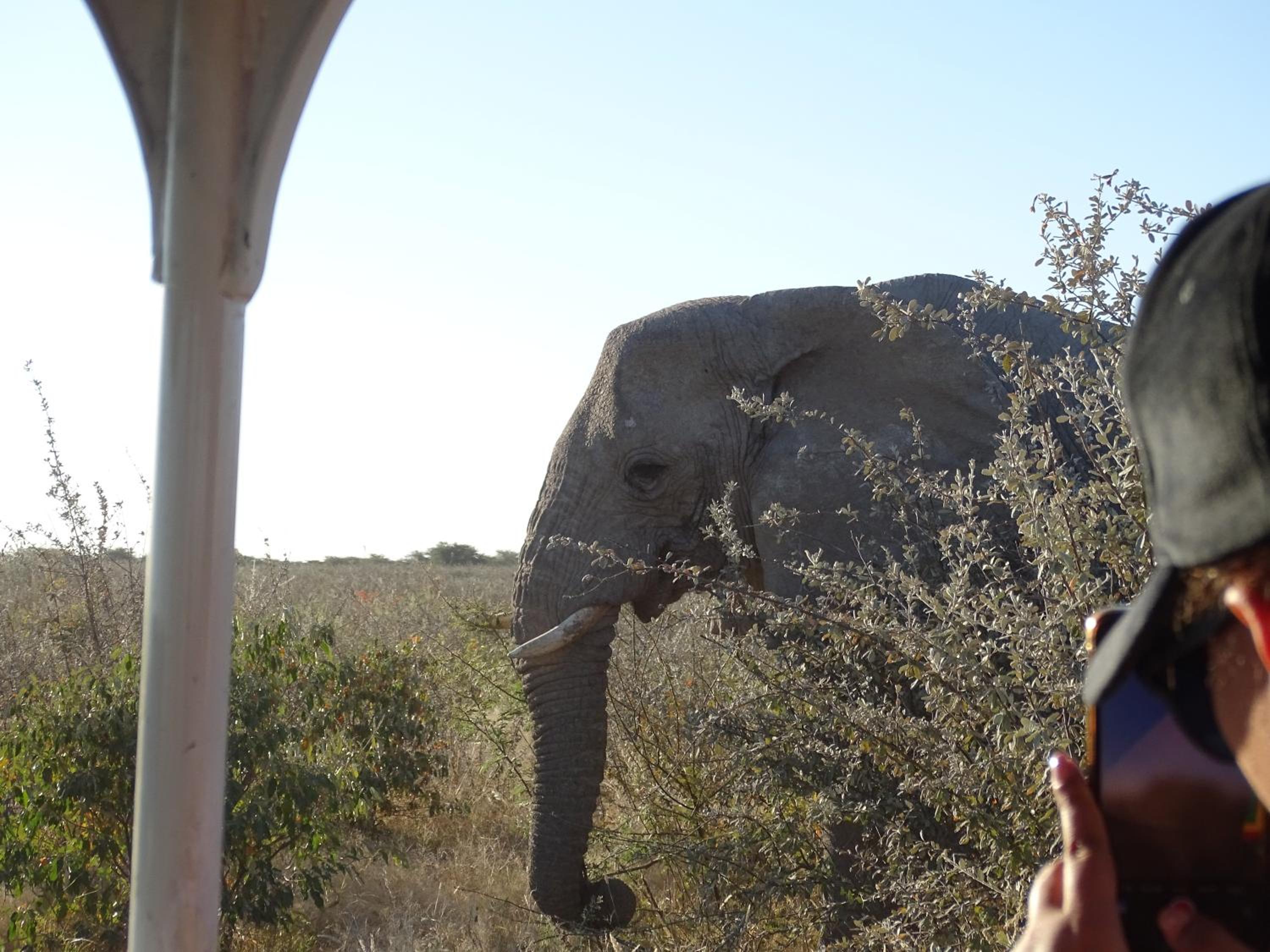 Etosha King Nehale