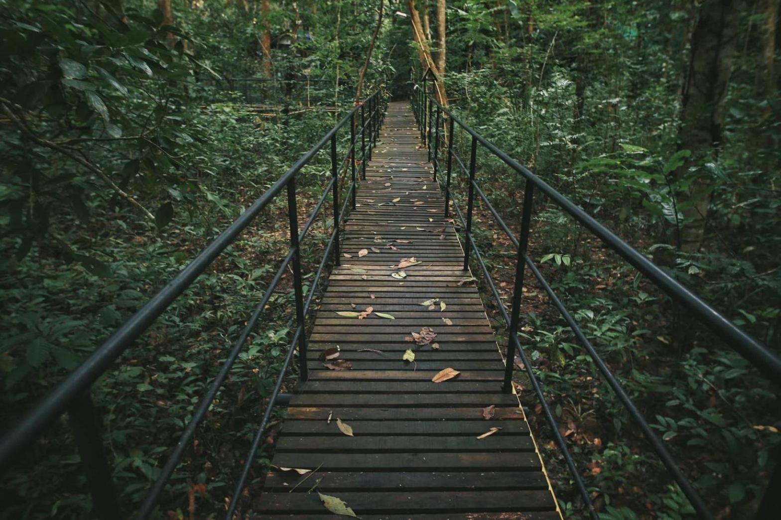Khao Sok Tree House Resort