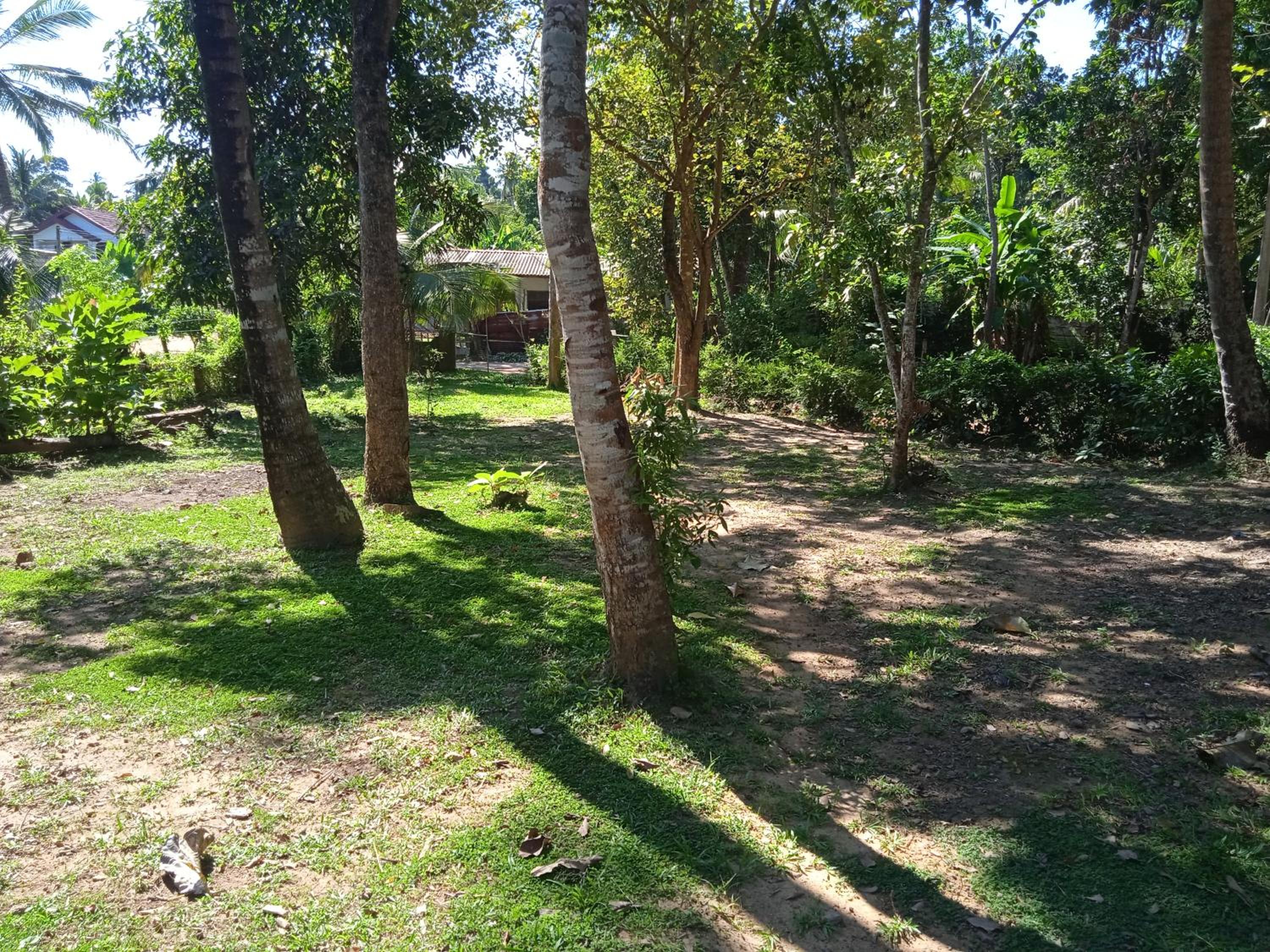 Green Garden Hiriketiya view 4