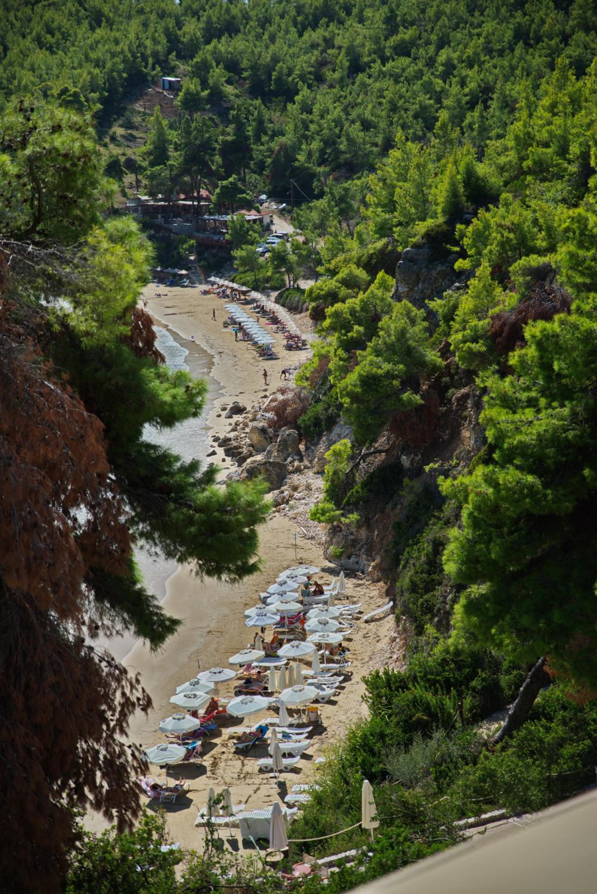 Alonissos Beach Bungalows And Suites Hotel
