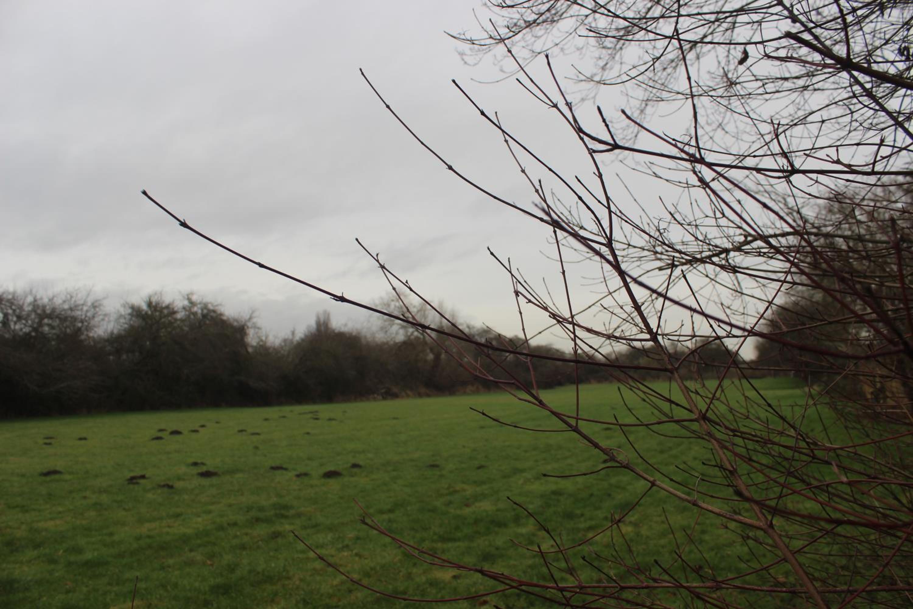 Shelford Lodge view 2