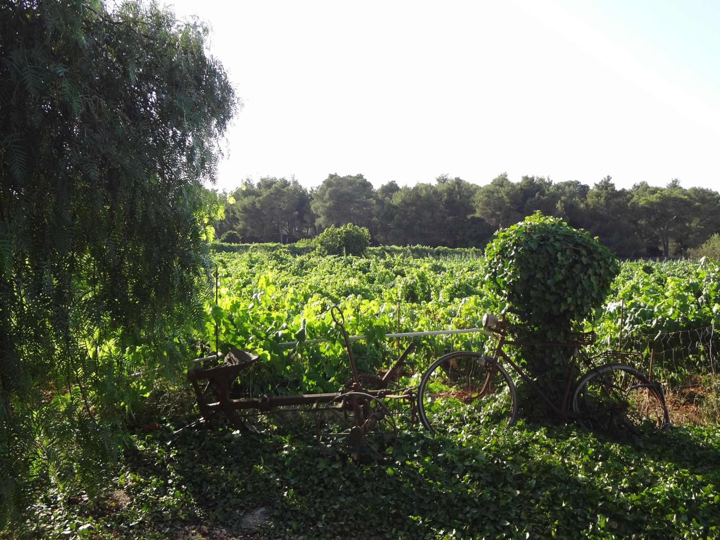 Agroturismo Sa Vinya d'en Palerm