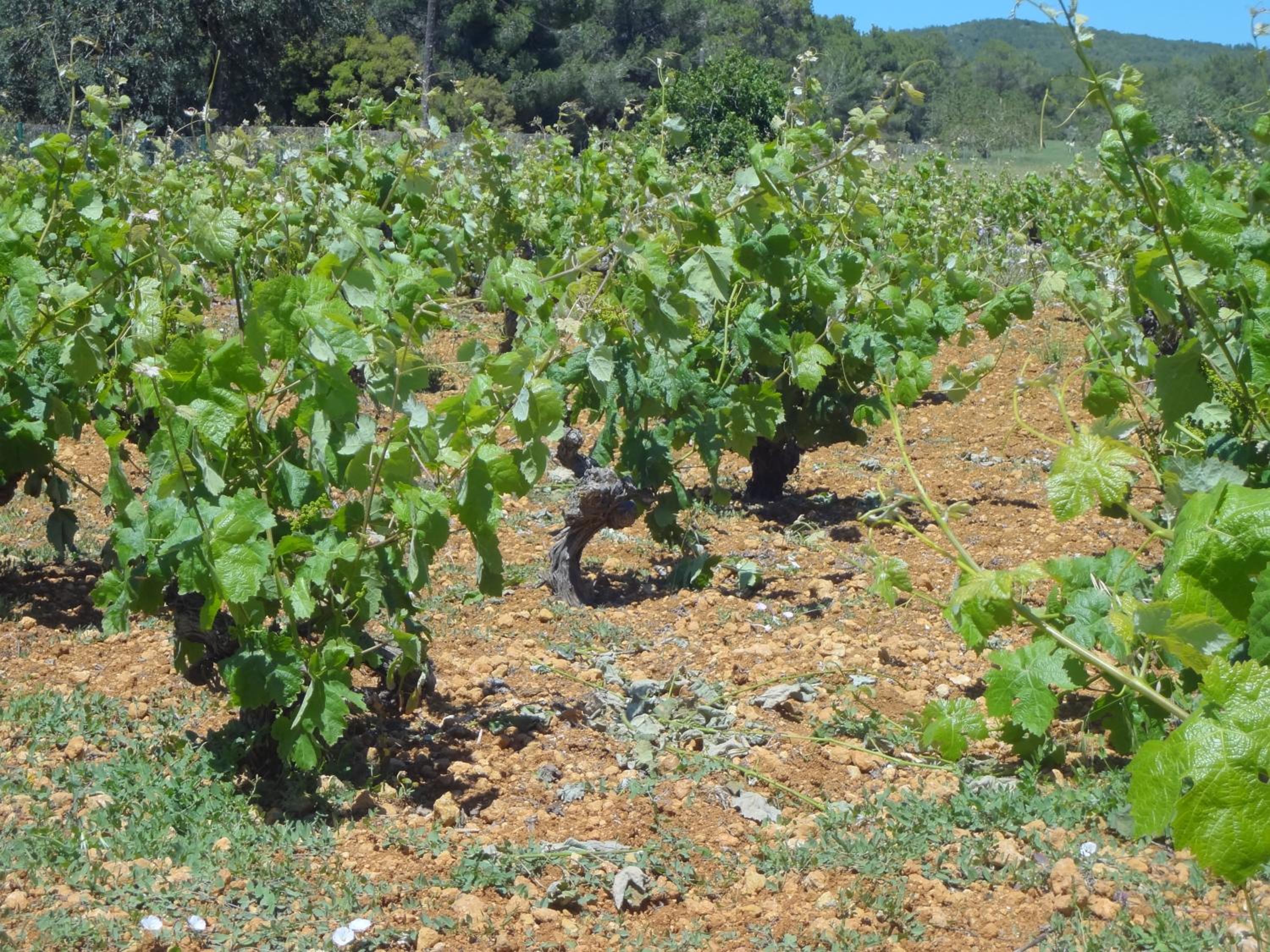 Agroturismo Sa Vinya d'en Palerm