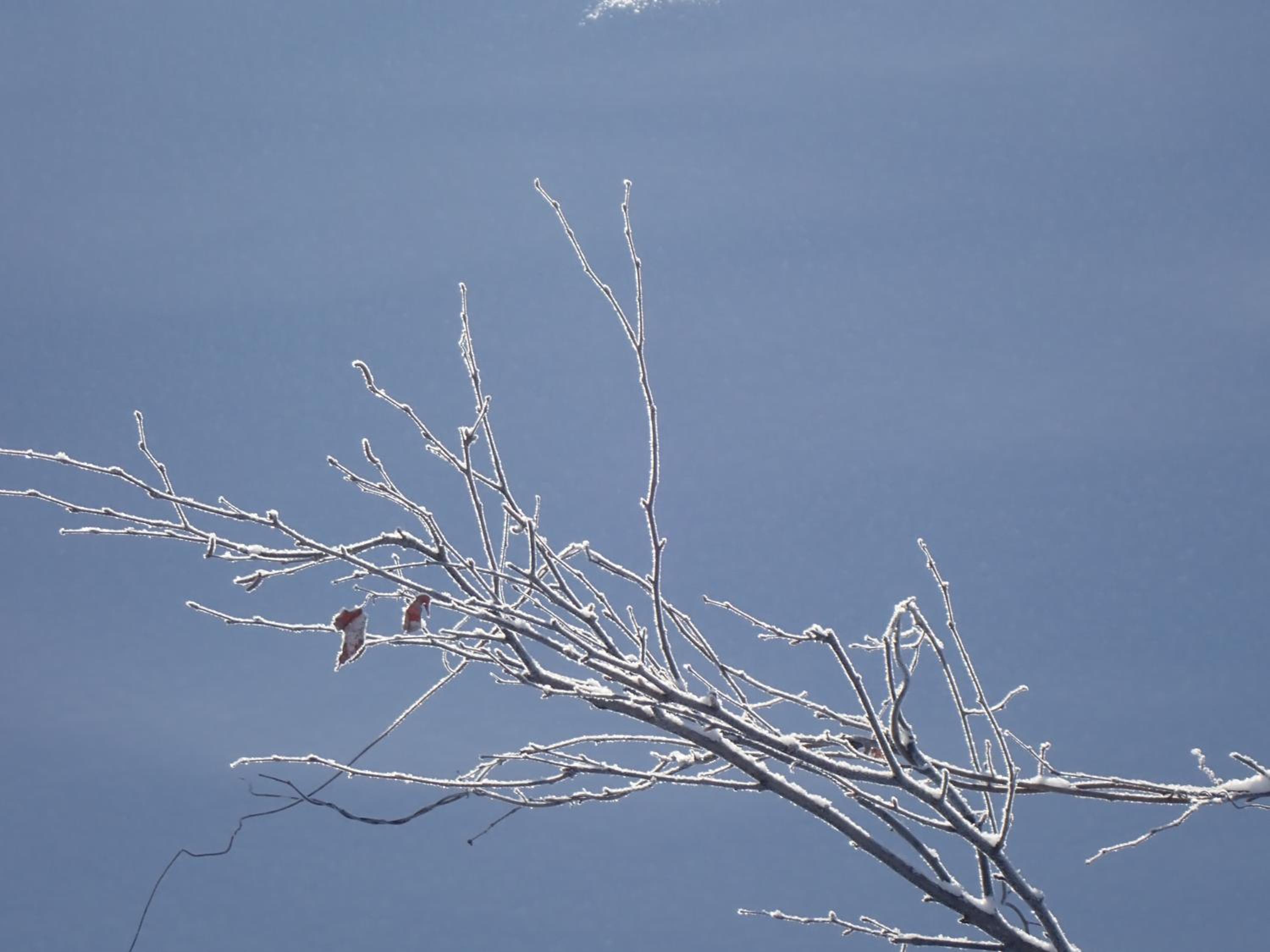 Photo 43