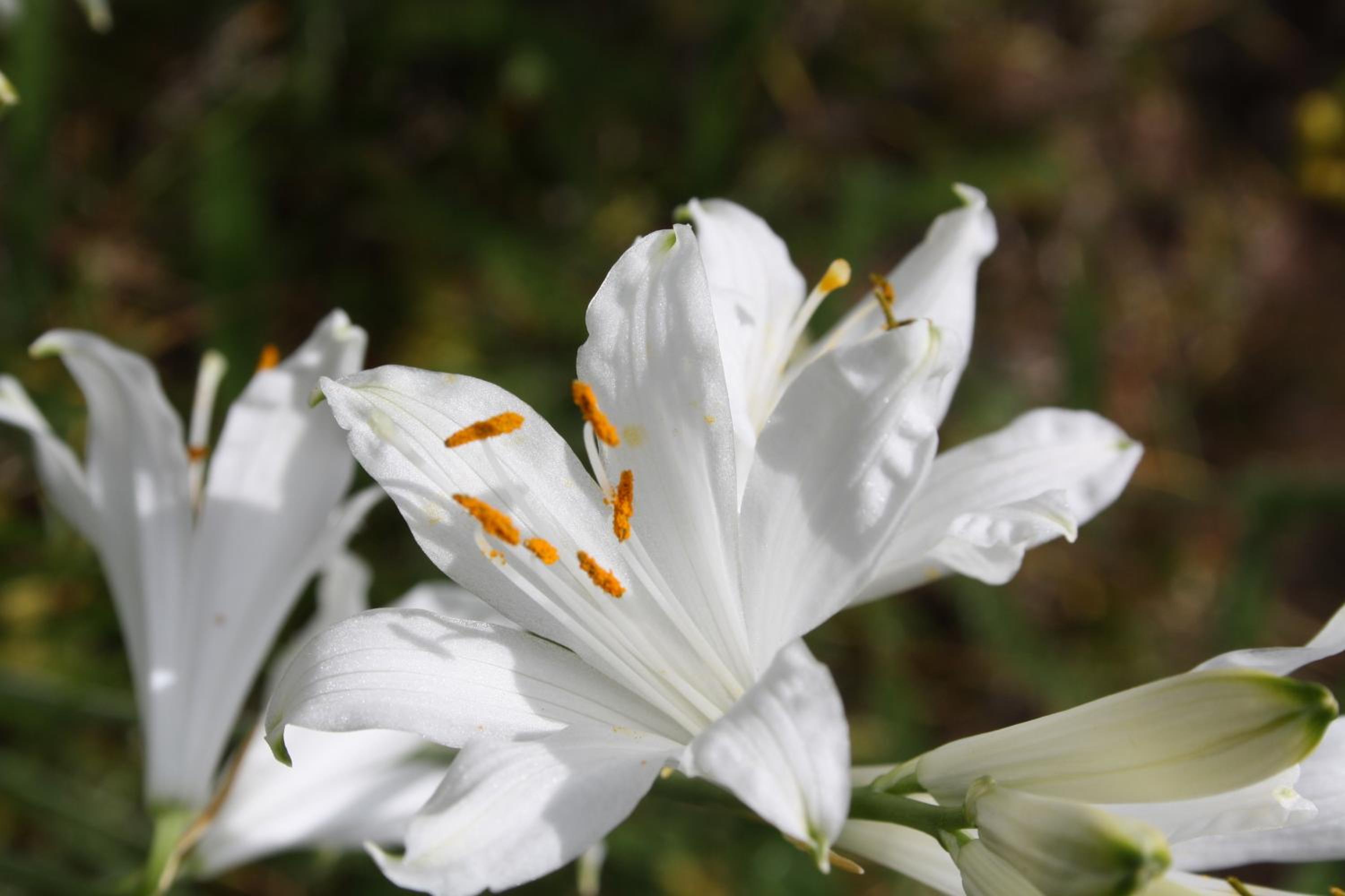 Photo 42