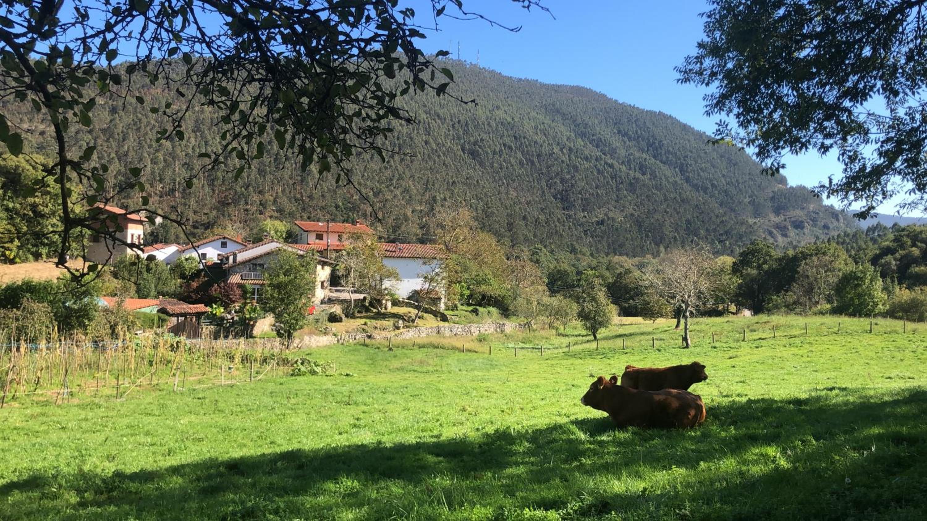 La Galayca