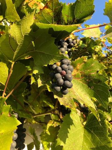 Kellerstöckl Postrumer Weinberg 49