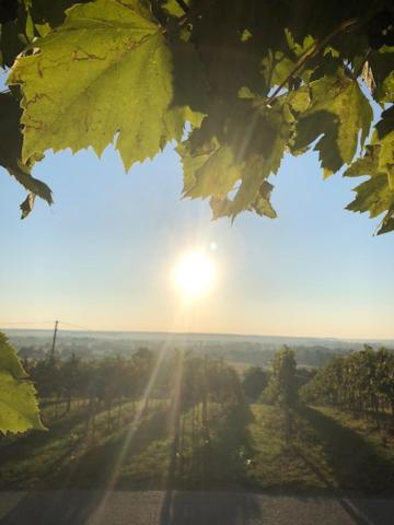 Kellerstöckl Postrumer Weinberg 48