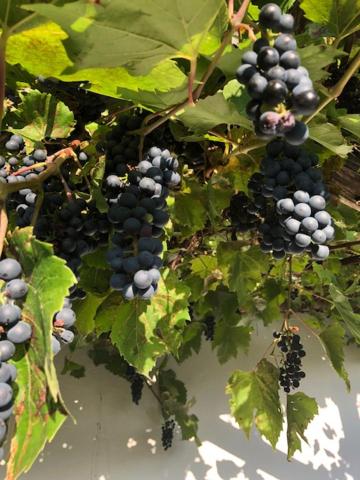 Kellerstöckl Postrumer Weinberg 49