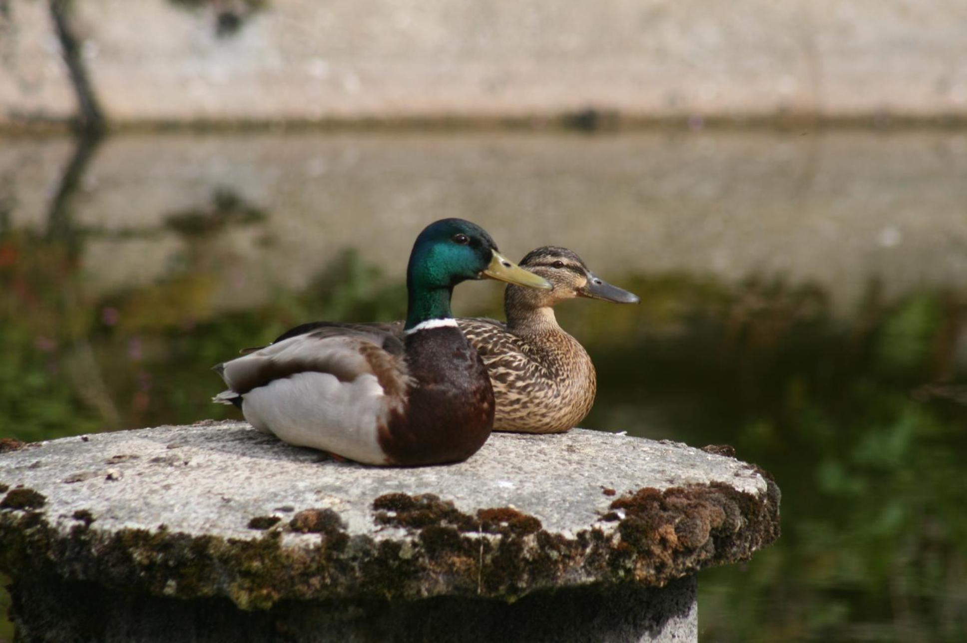 Photo 32