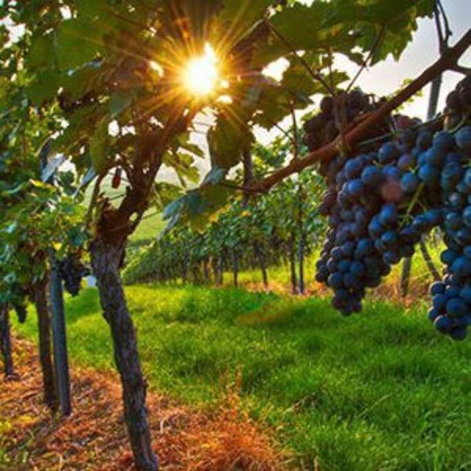 HOLIDAYS ON LOVE STREET / HUNTER VALLEY