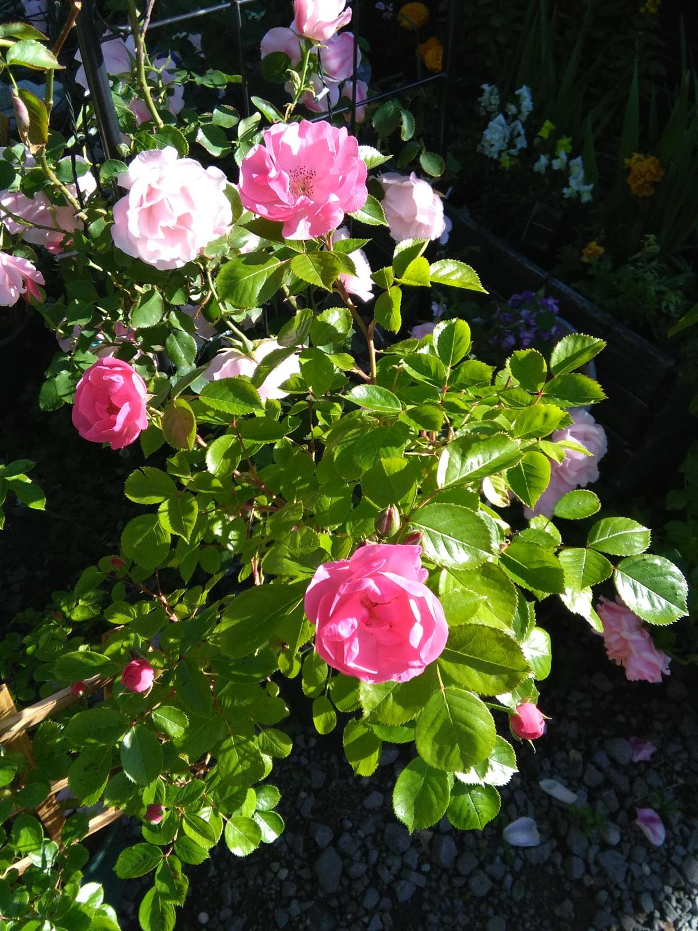 Photo 45