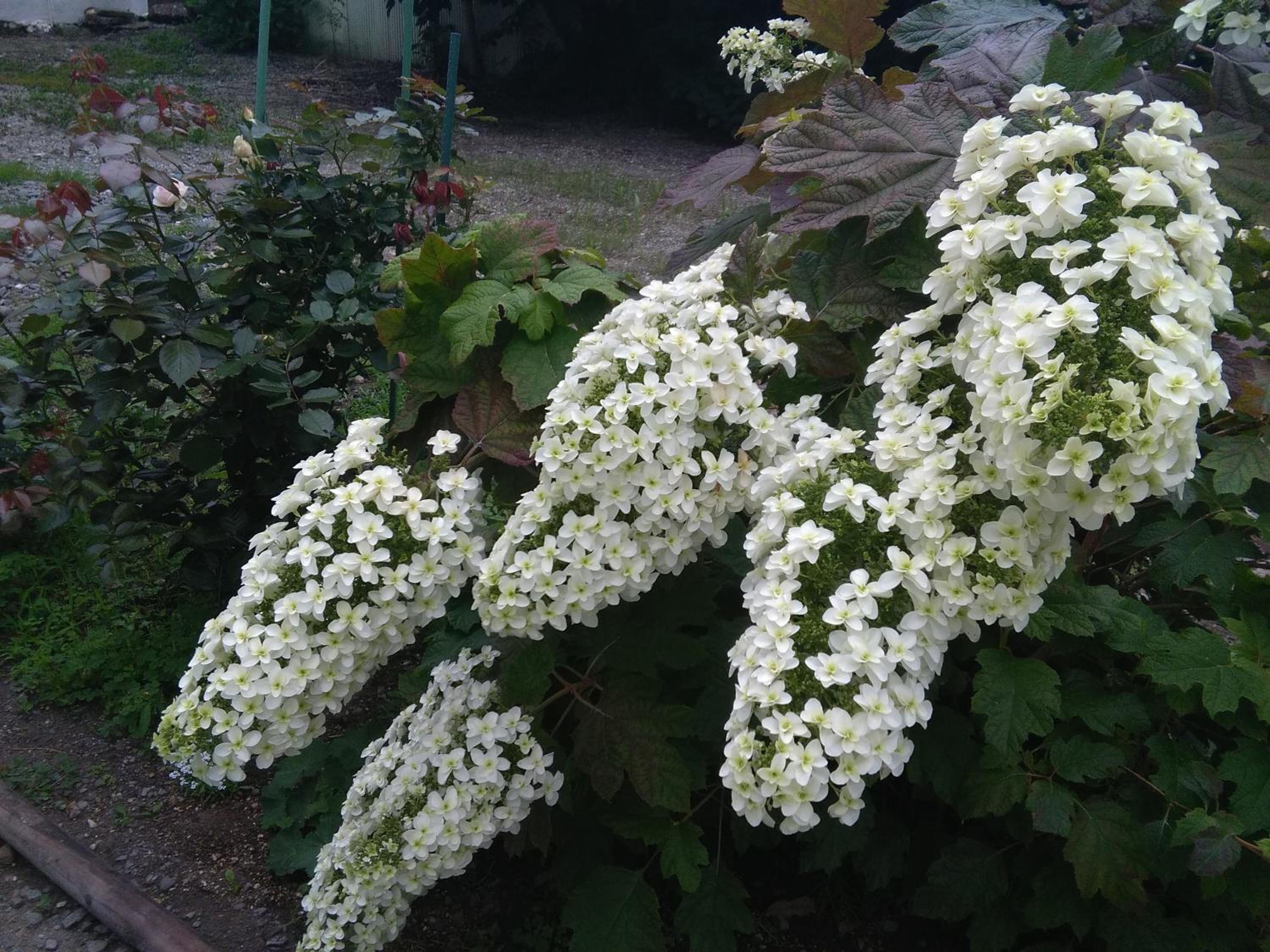 Photo 48