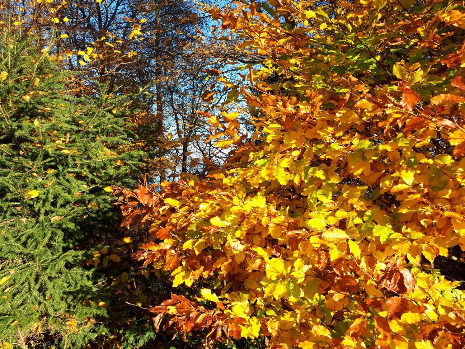 Photo 42