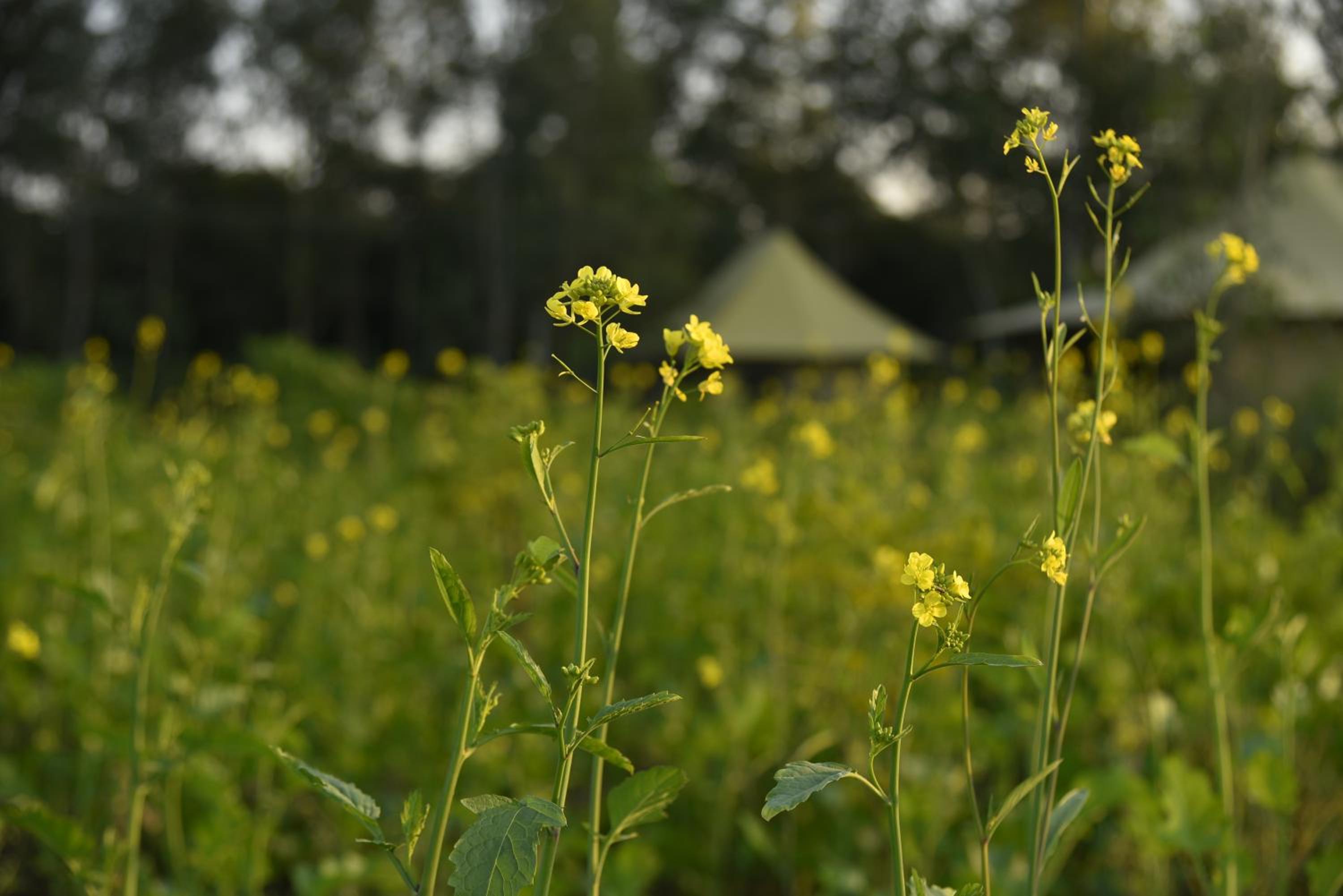 Aalia Jungle Retreat and Spa, Bandarjudh, Haridwar - Araiya Anthology view 2