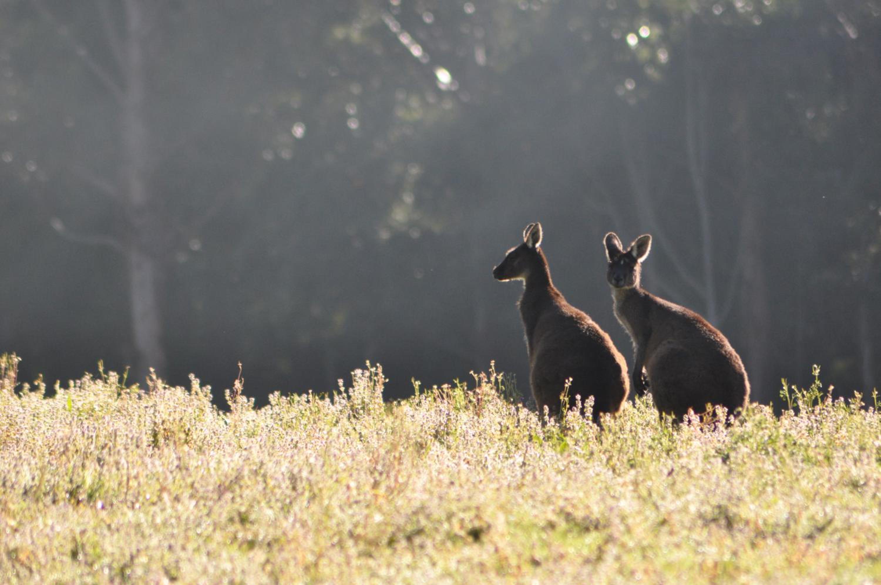 Karri Valley Chalets