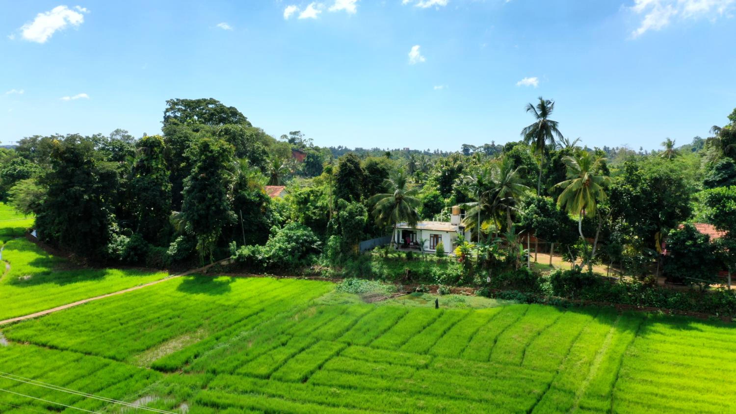 Mirissa Paddy House view 4