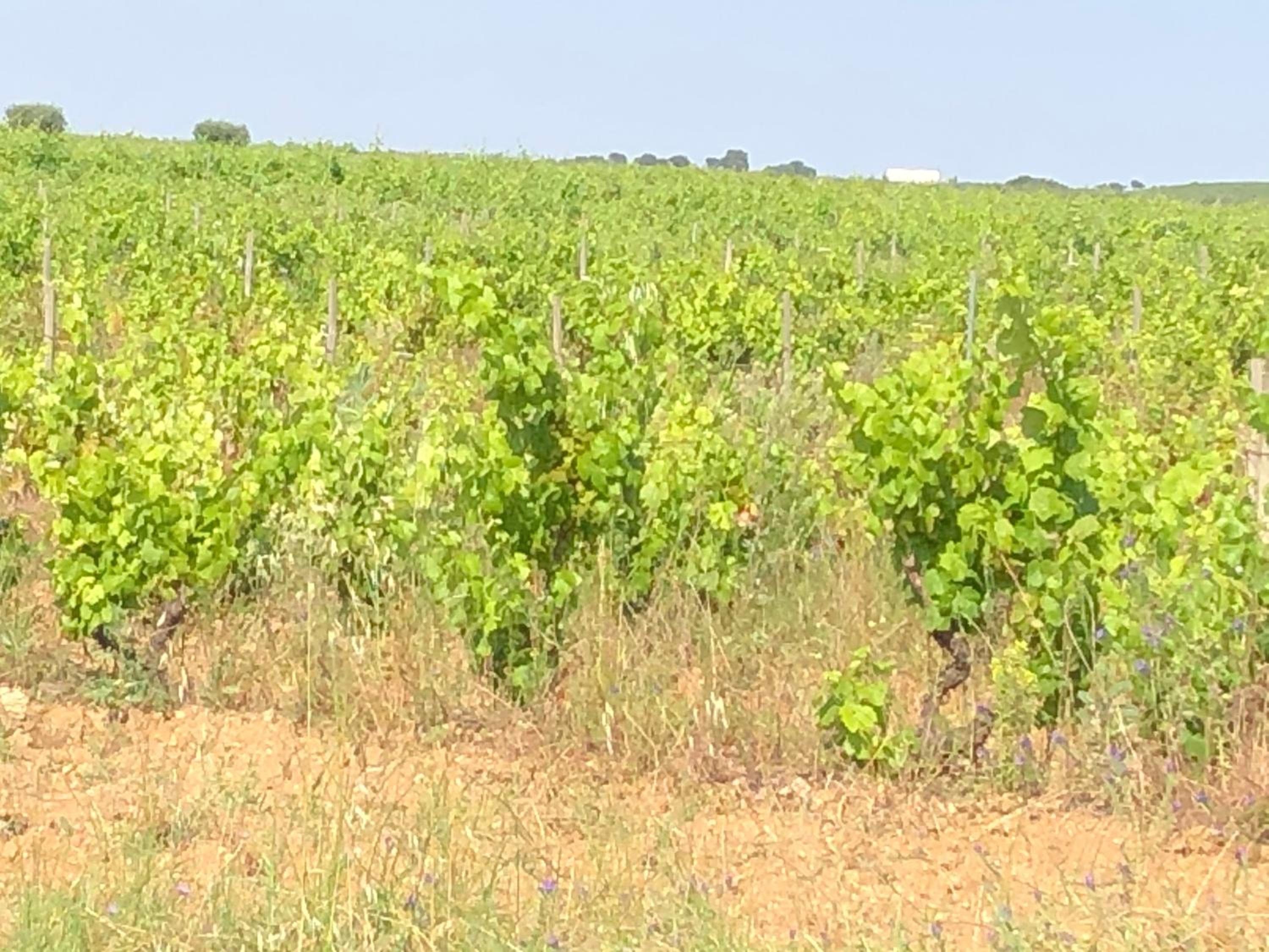 vivenda descollaz view 5