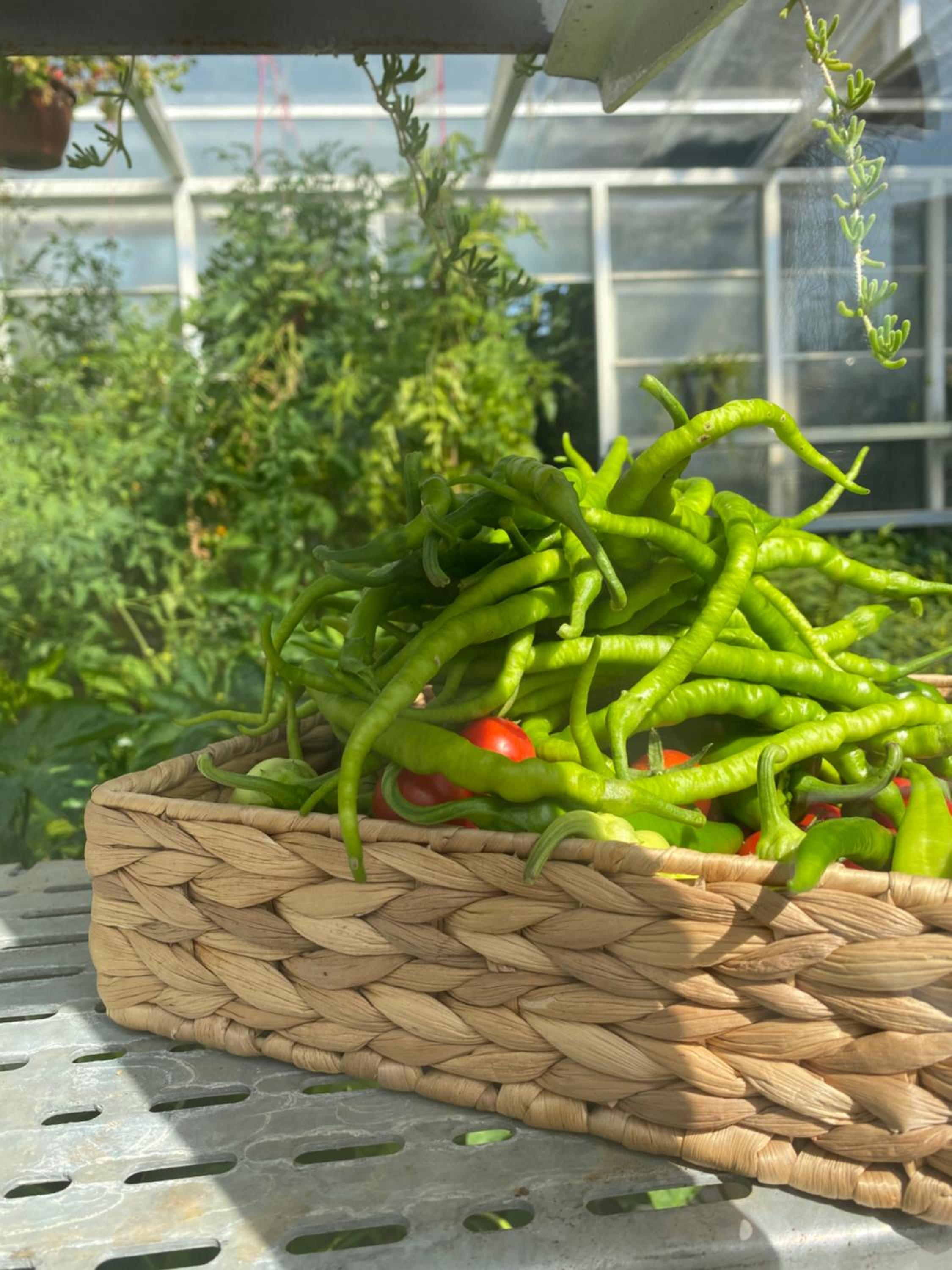 Crowne Plaza İstanbul Oryapark, bir IHG Oteli - Image 11