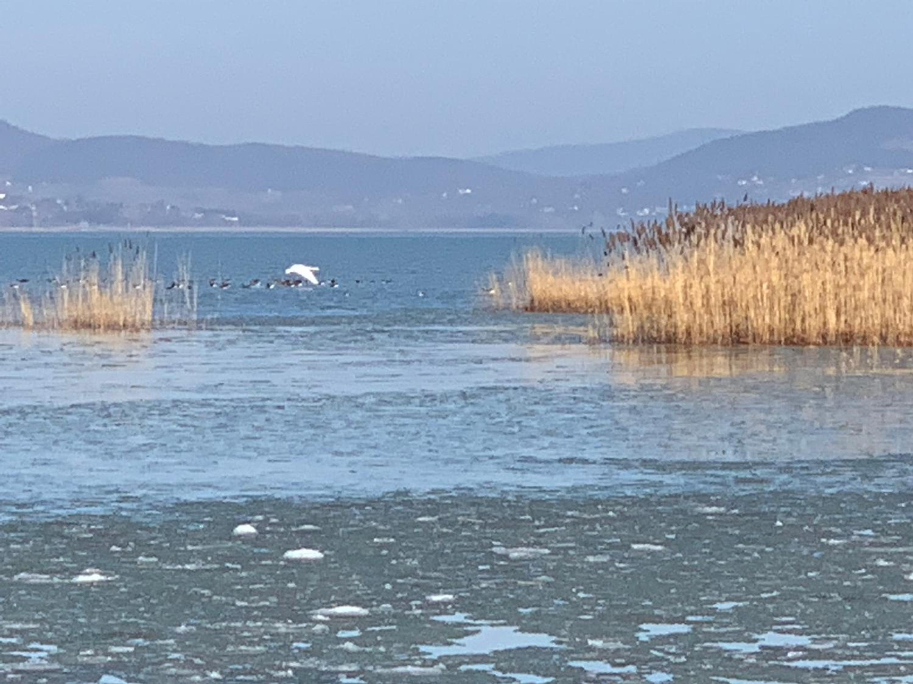 Photo 63