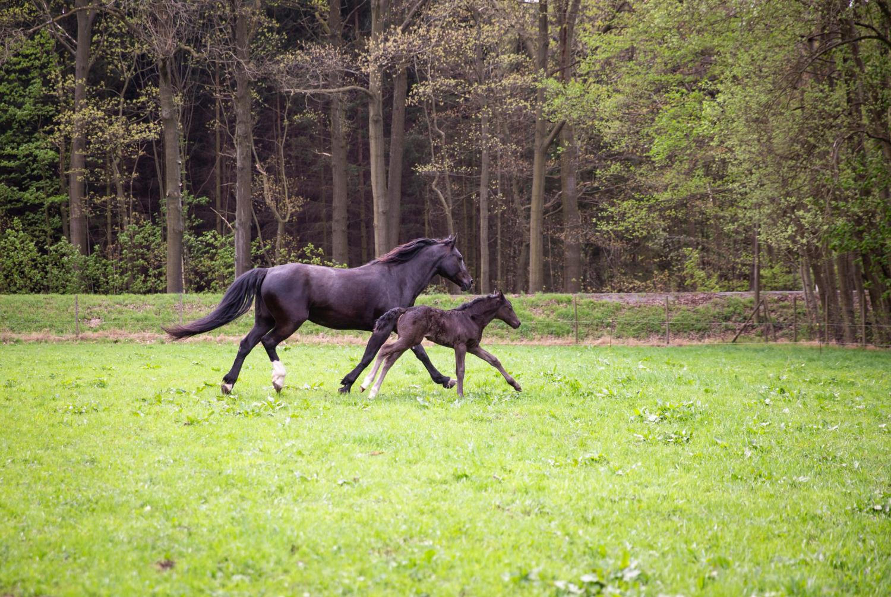 Schwarzes Ross