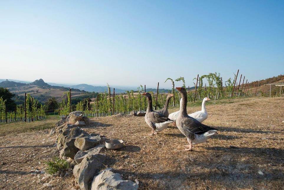 Fattoria Branciana view 5