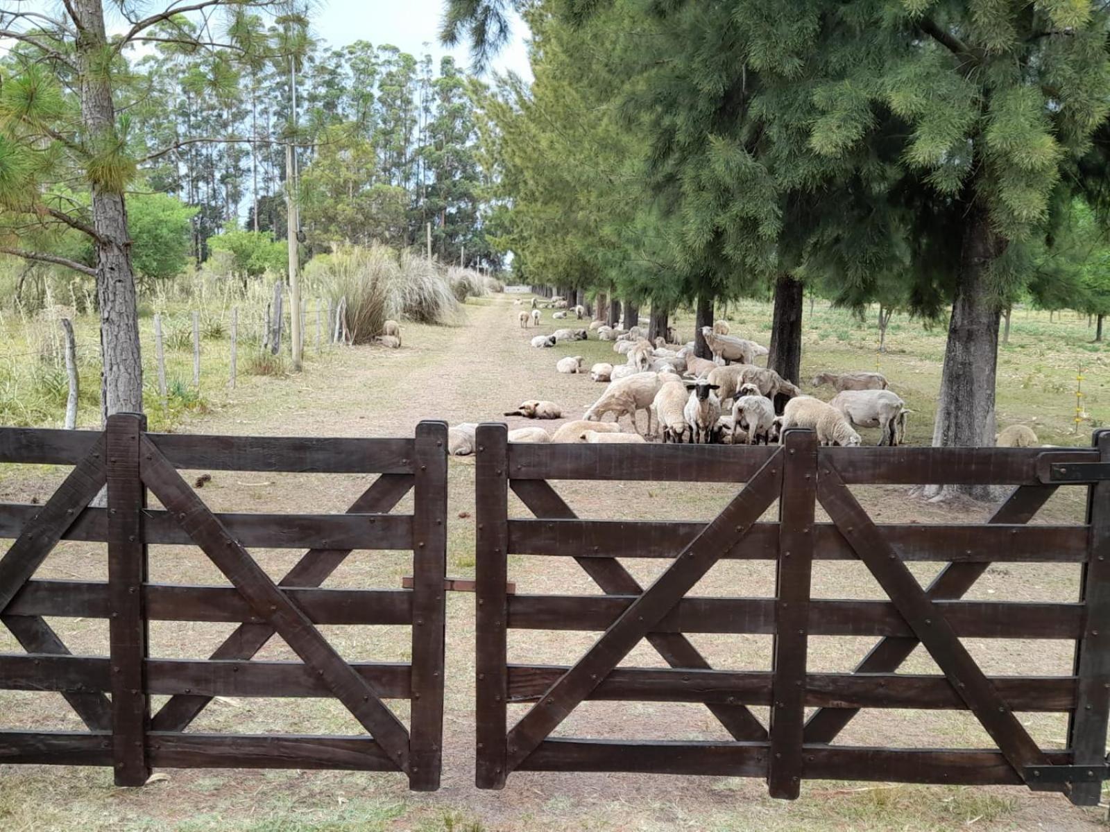 La Cipriana