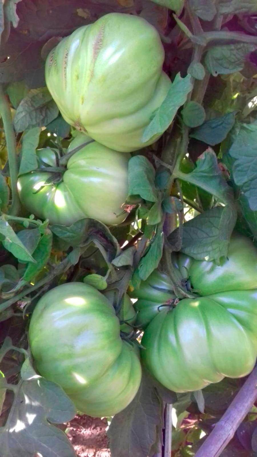 Finquilla Caromar