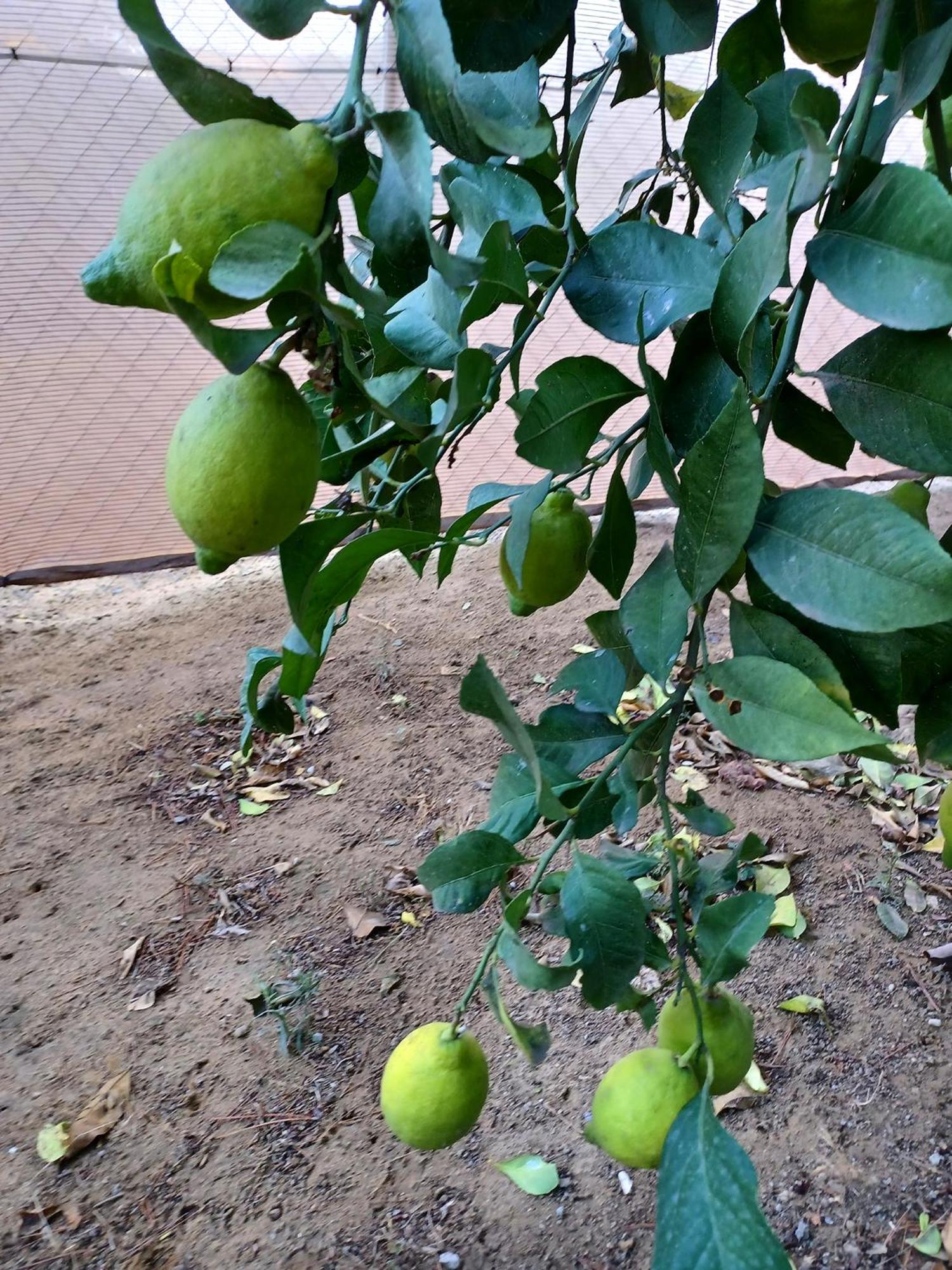 Finquilla Caromar