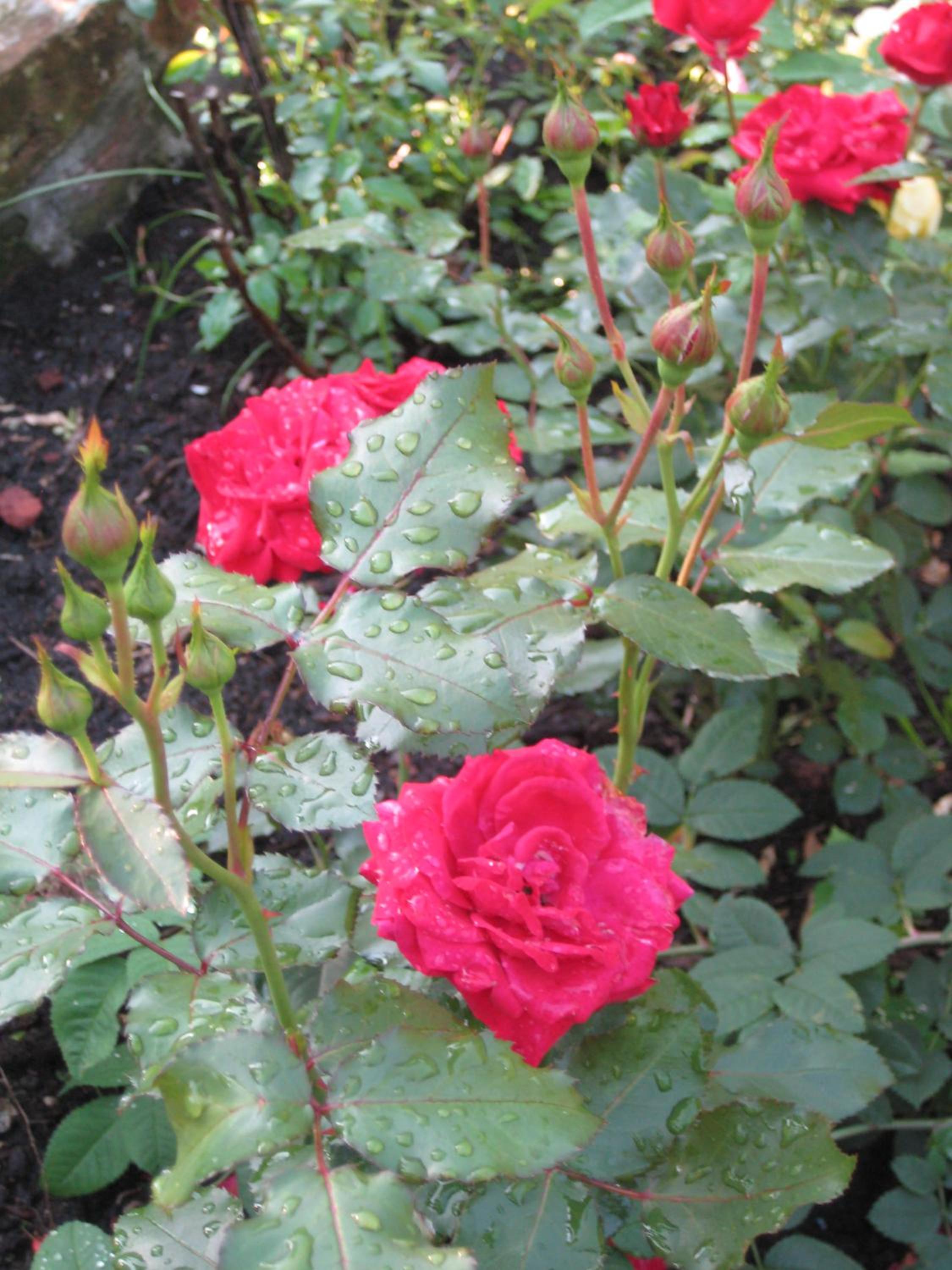Photo 41