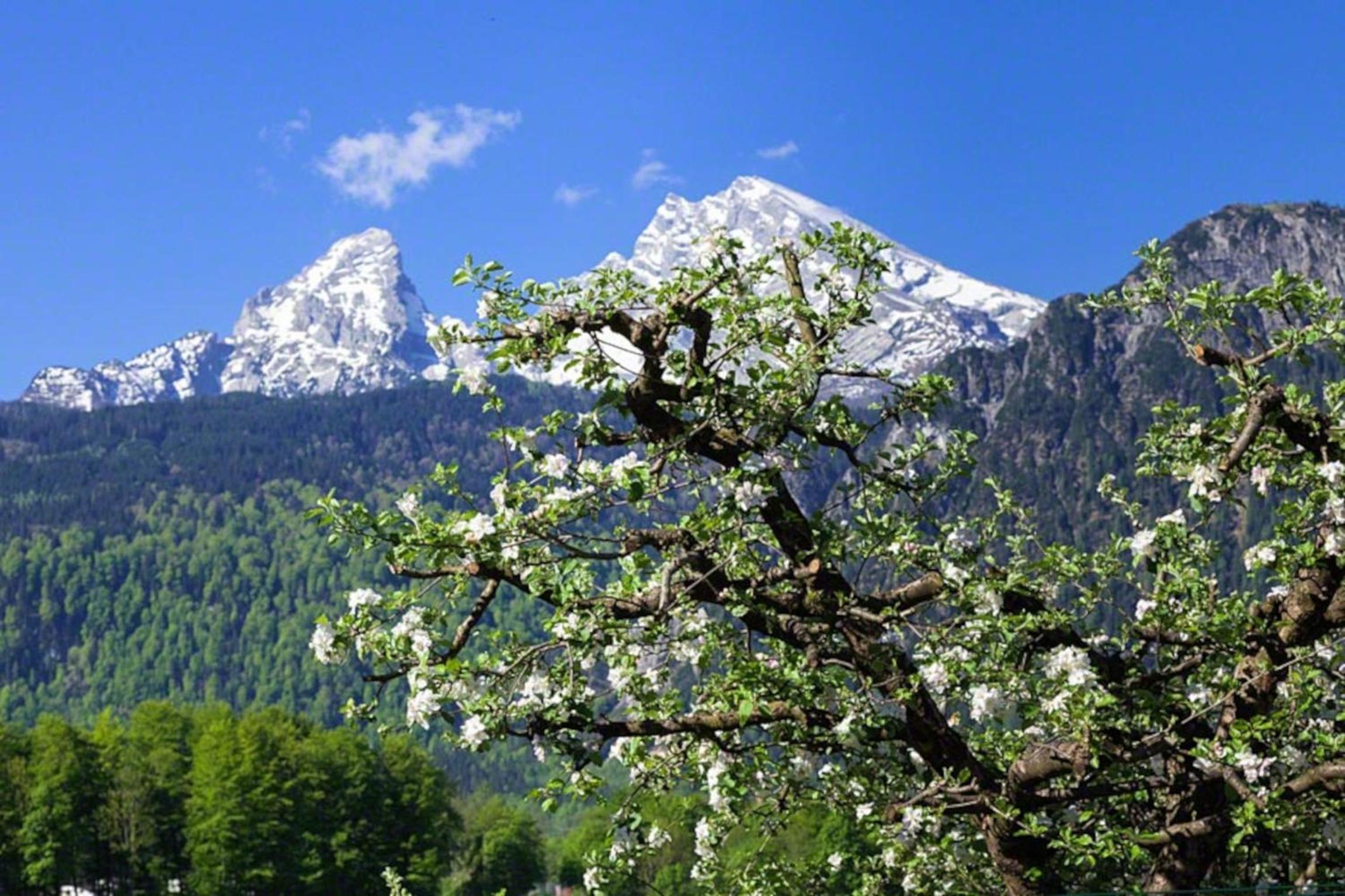 Triembachhof