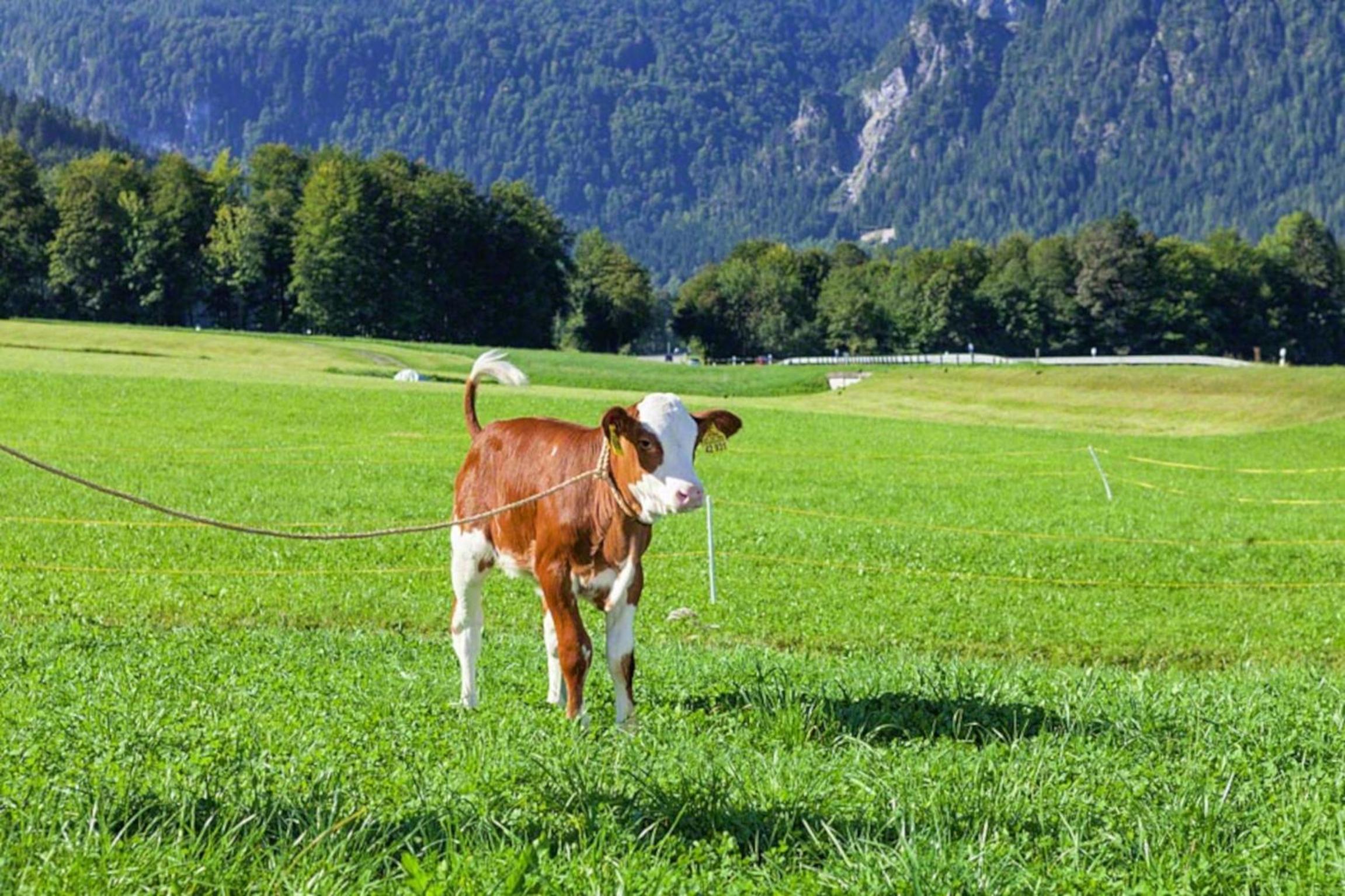 Triembachhof