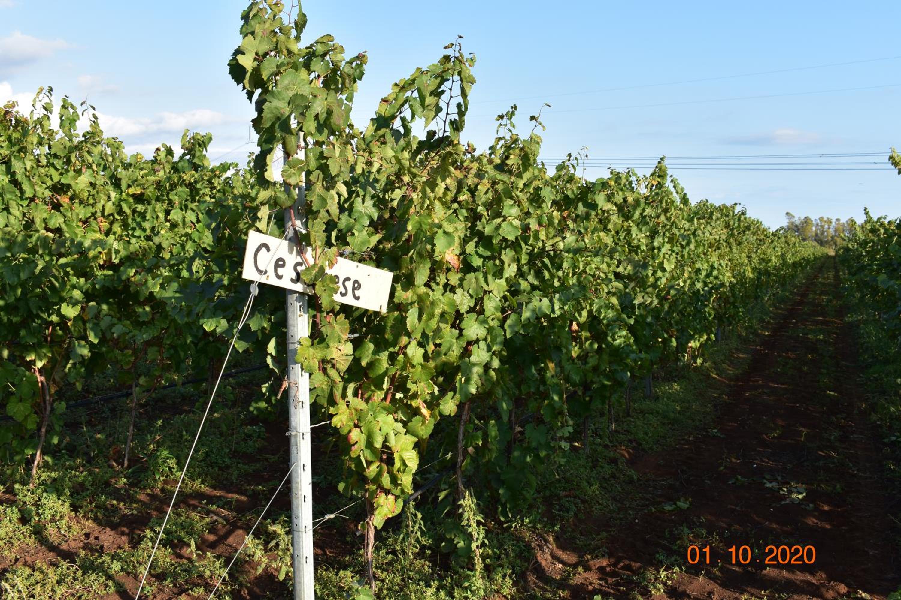 Agriturismo l'Ovile photo 5