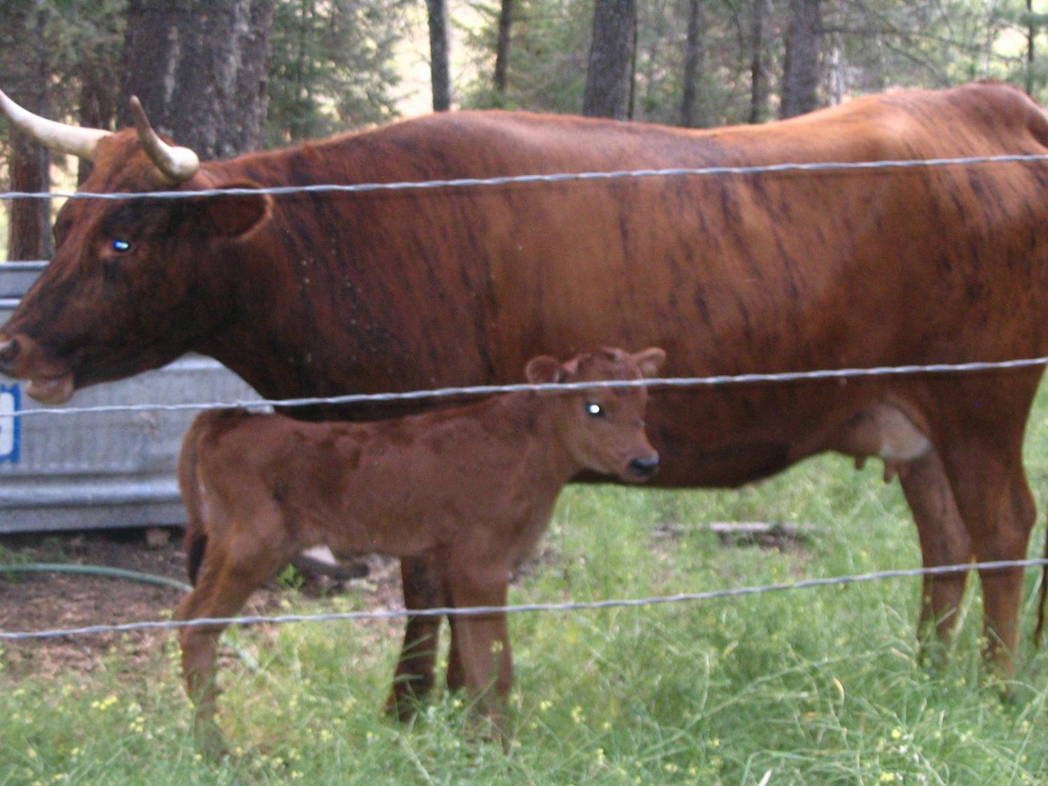 Lonesome Dove Ranch