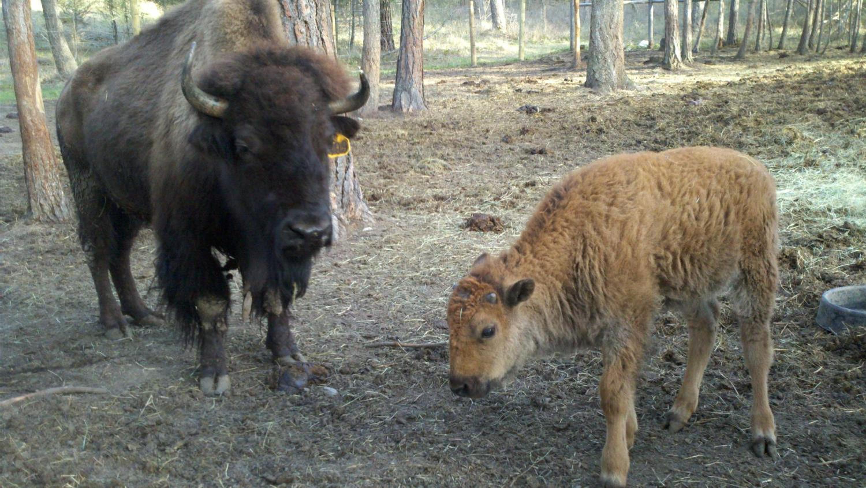 Lonesome Dove Ranch