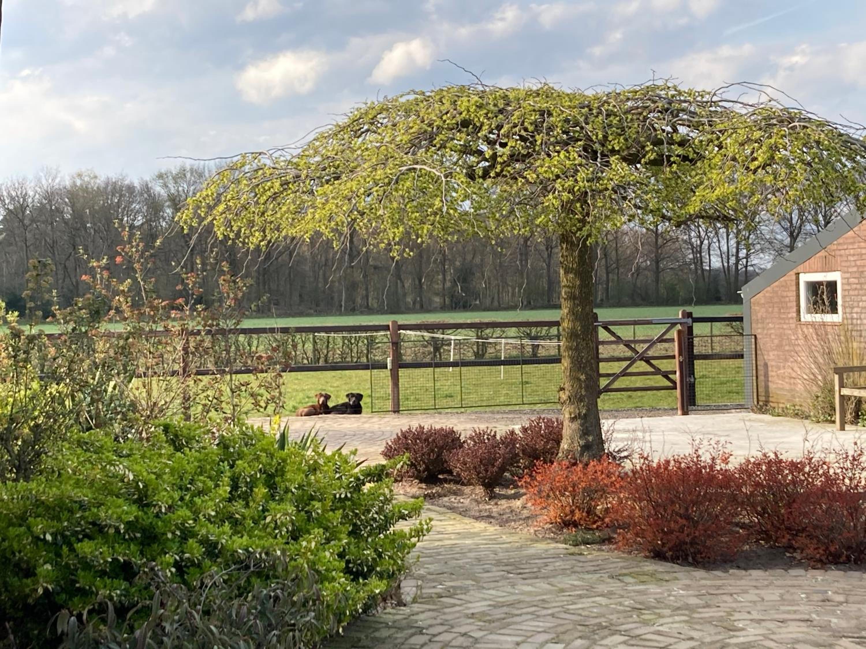 Vakantiehuisje Opdekamp view 2