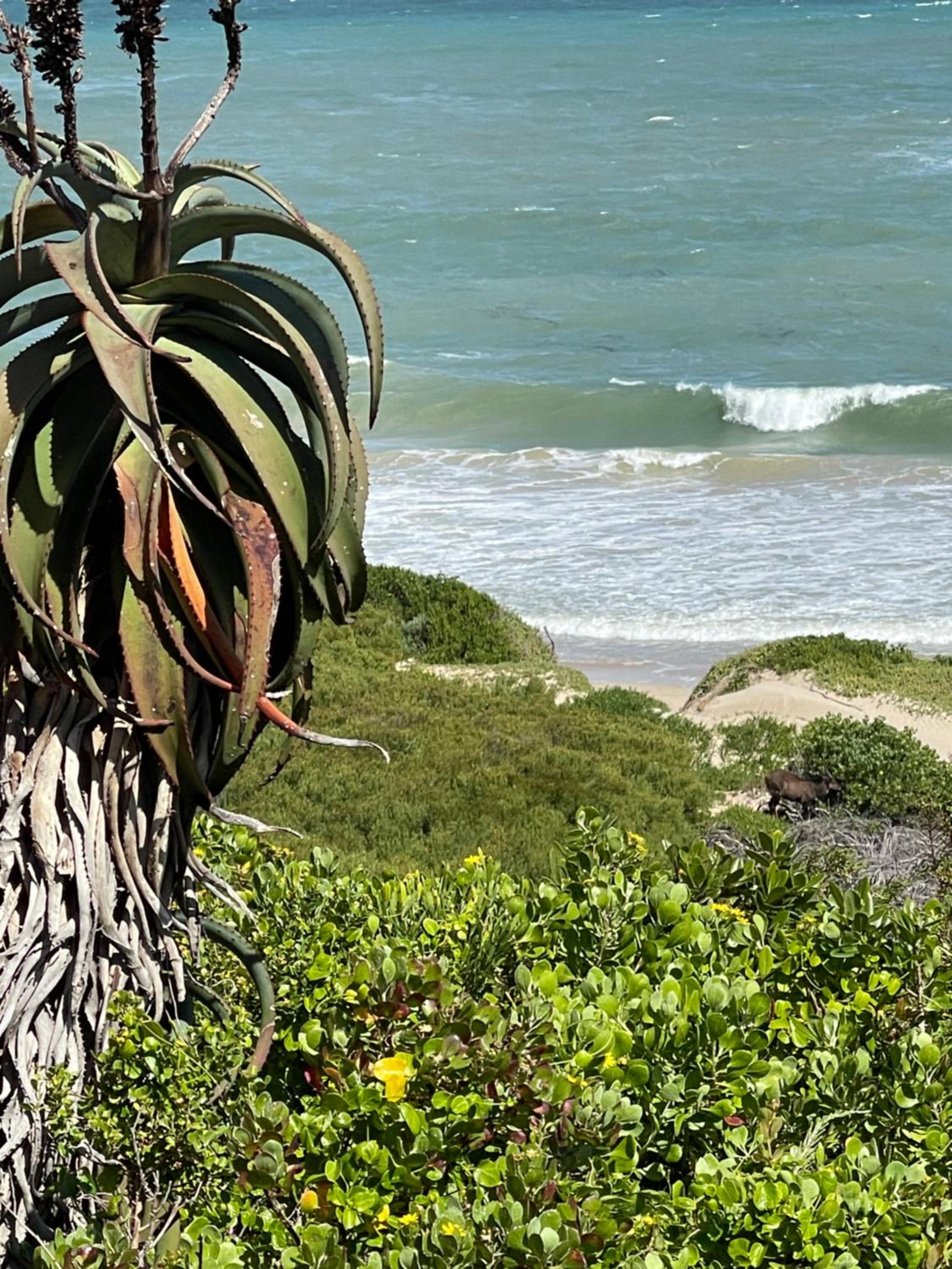 4 Zwaan view 4