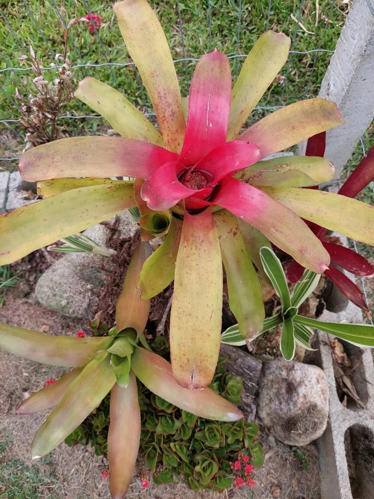 Caminhos da Serra do Tabuleiro - Chalé Araucária